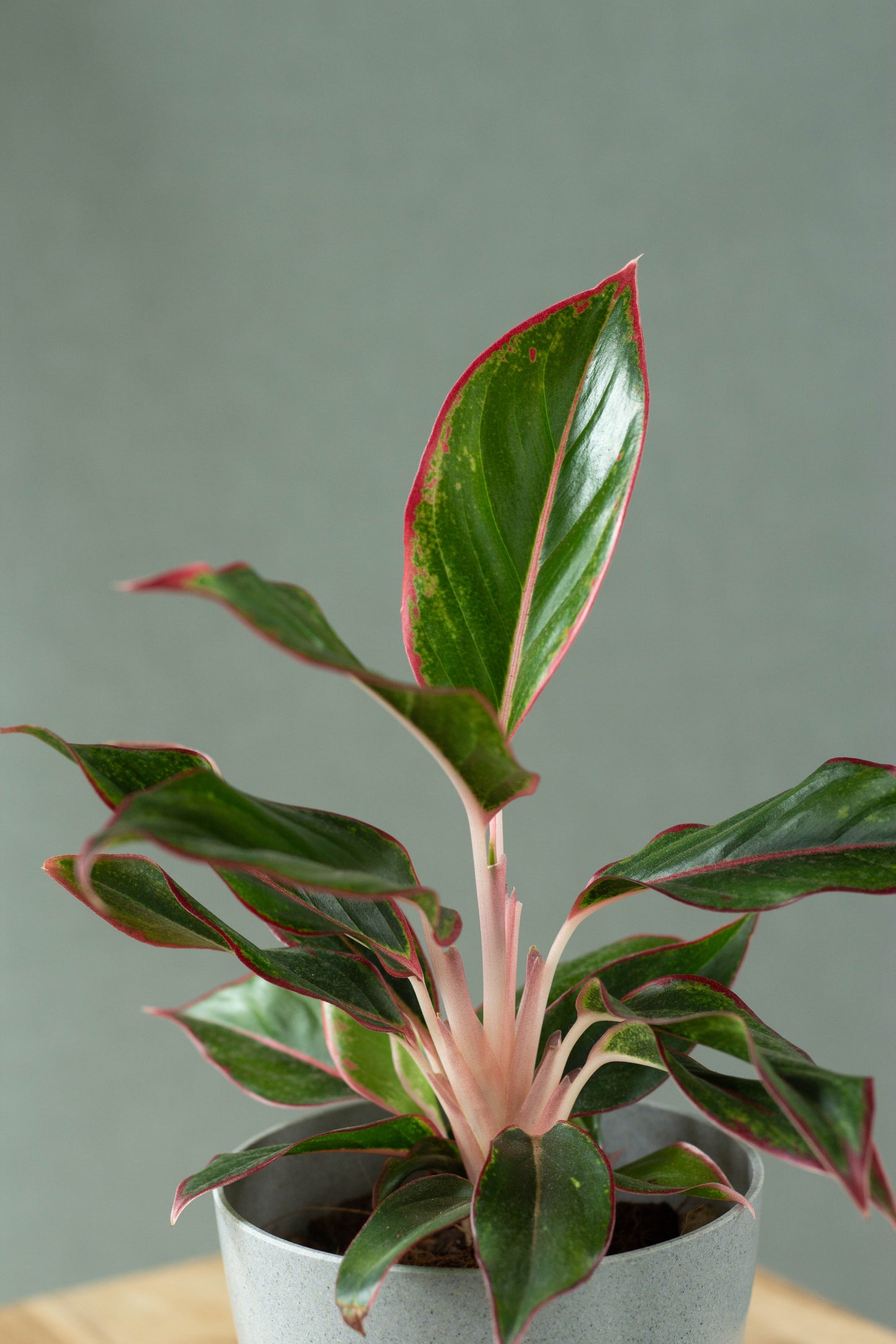Closeup-Aglaonema Aurora