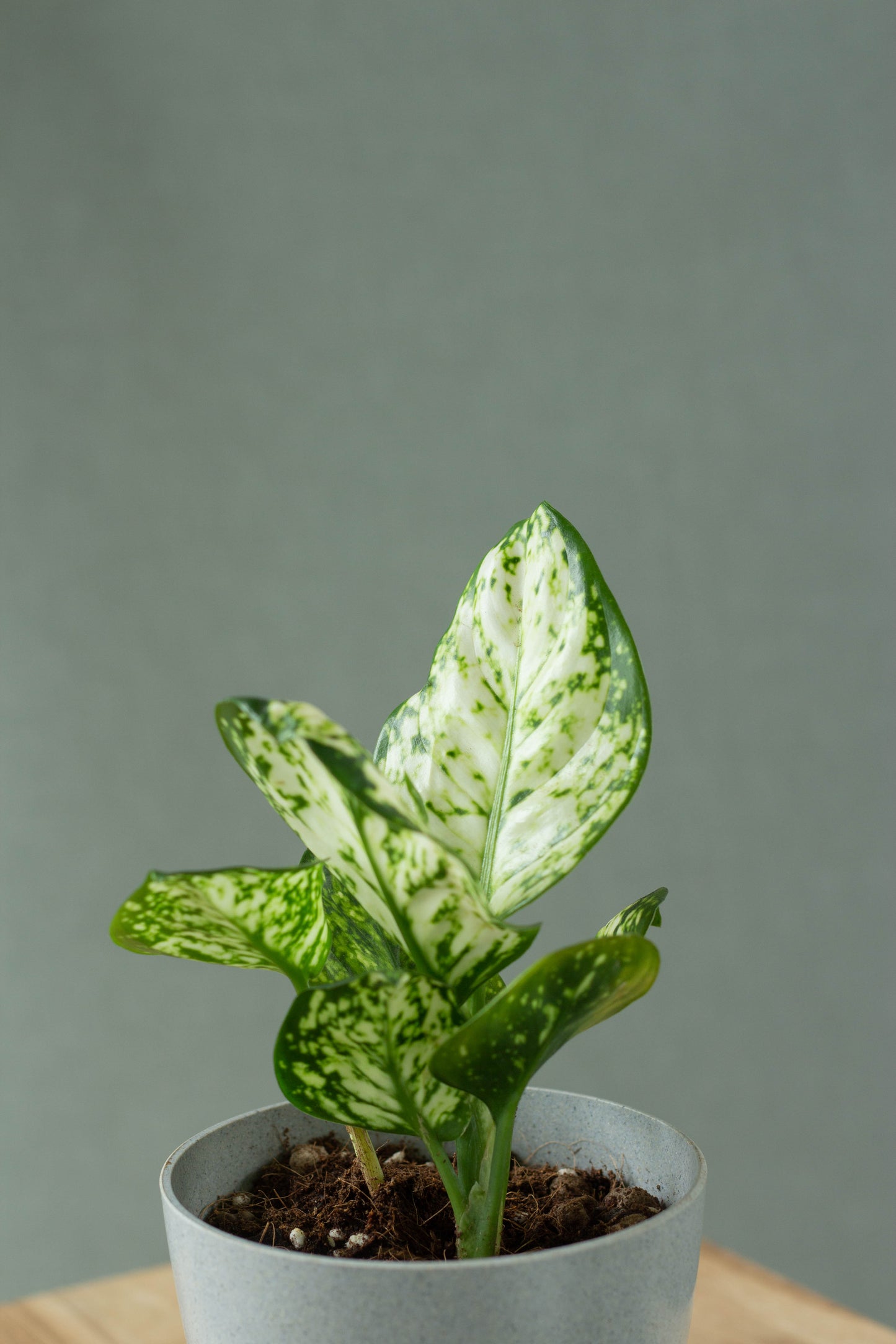 Closeup-Aglaonema Super White