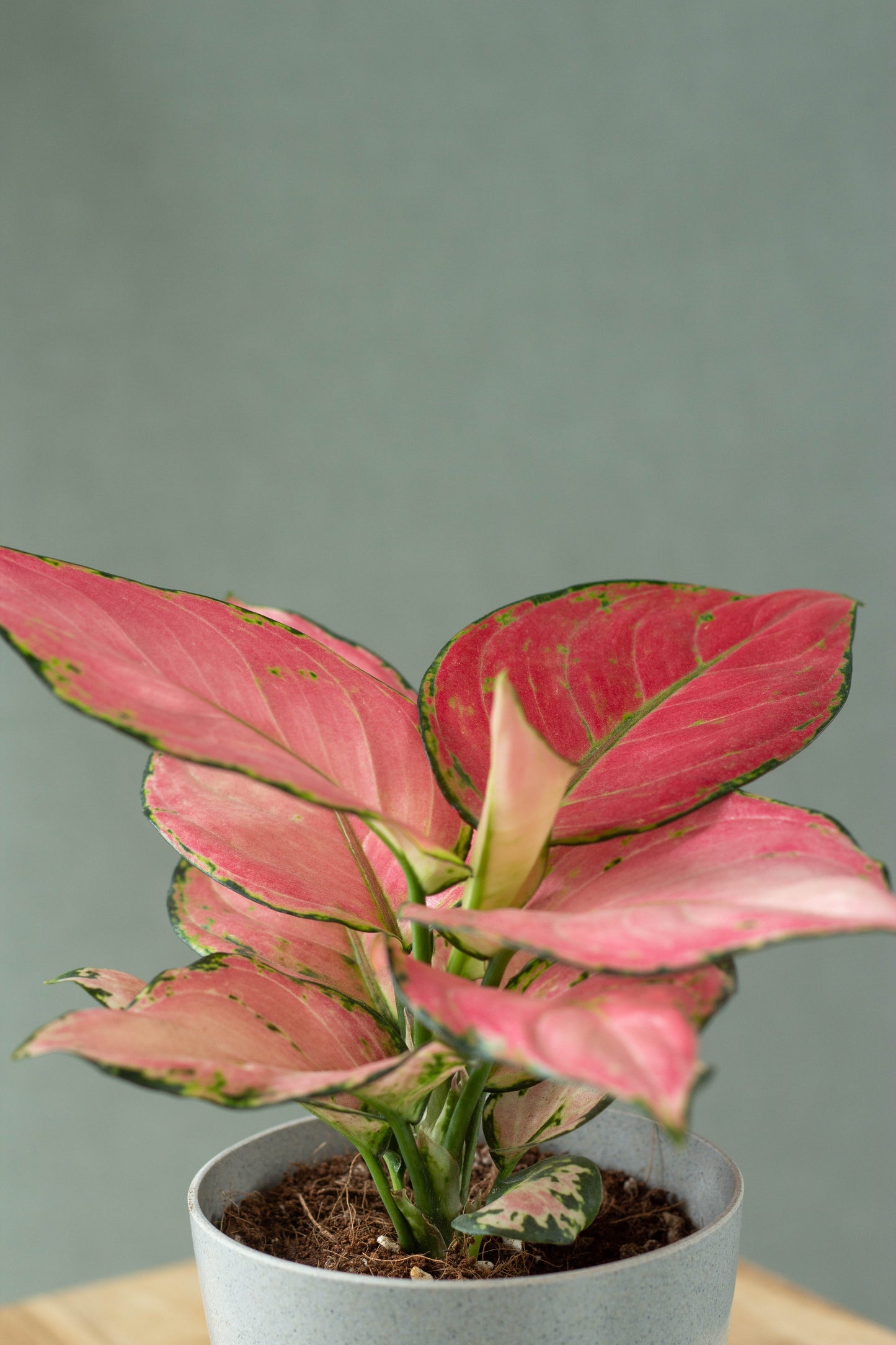 Closeup-Aglaonema Anjamani