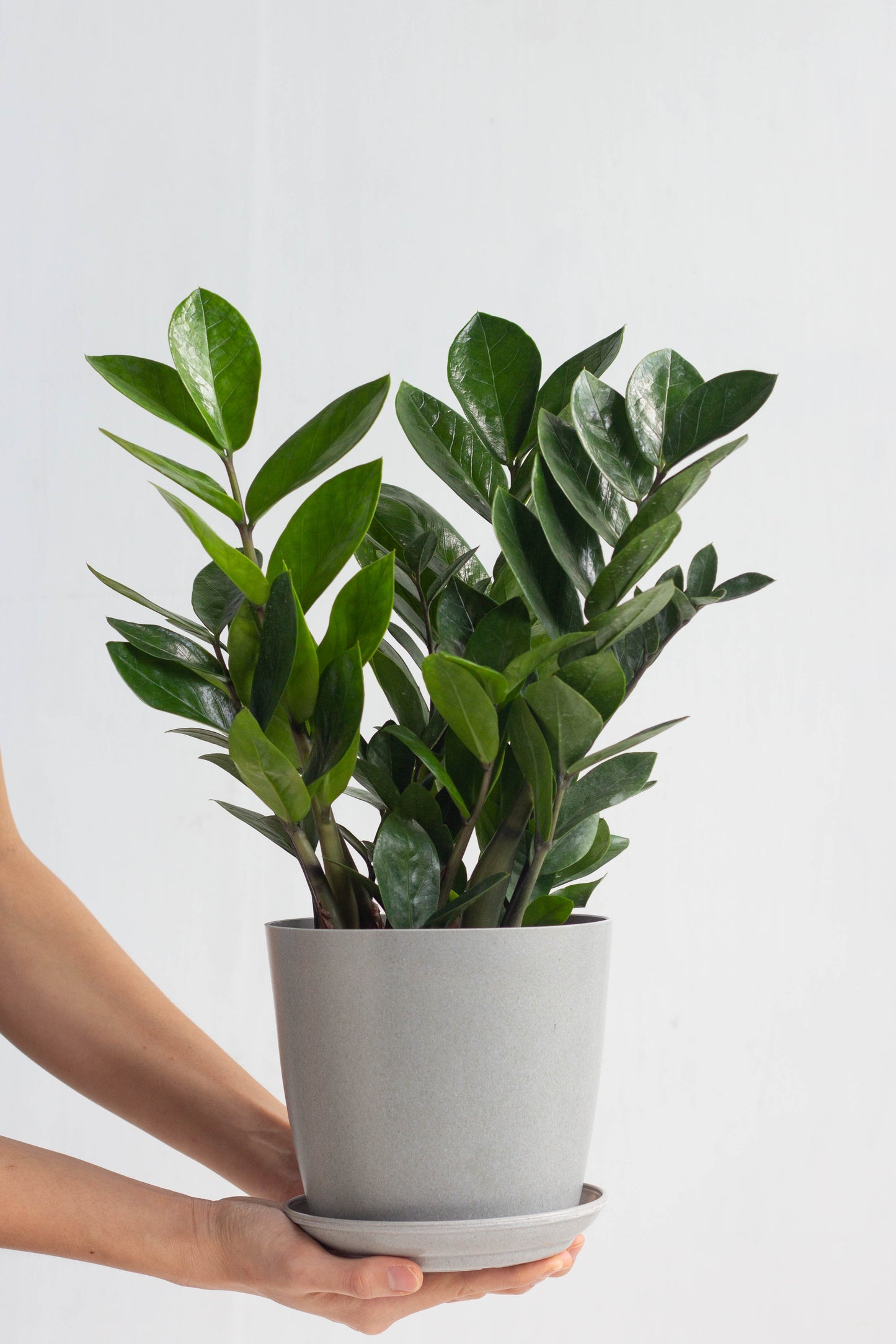ZZ Plant