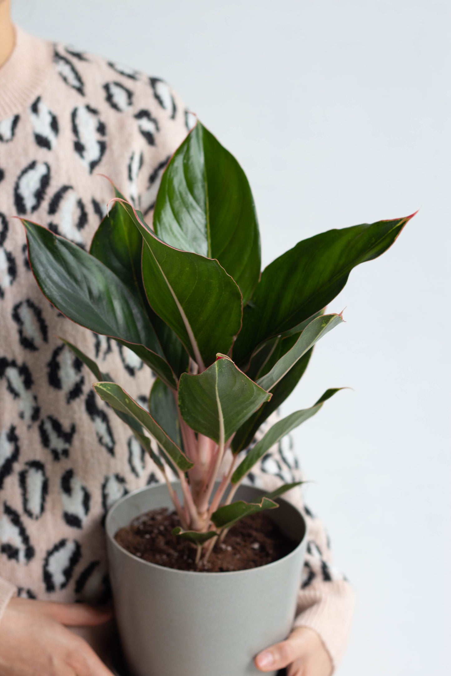 Aglaonema Sapphire Suzanne