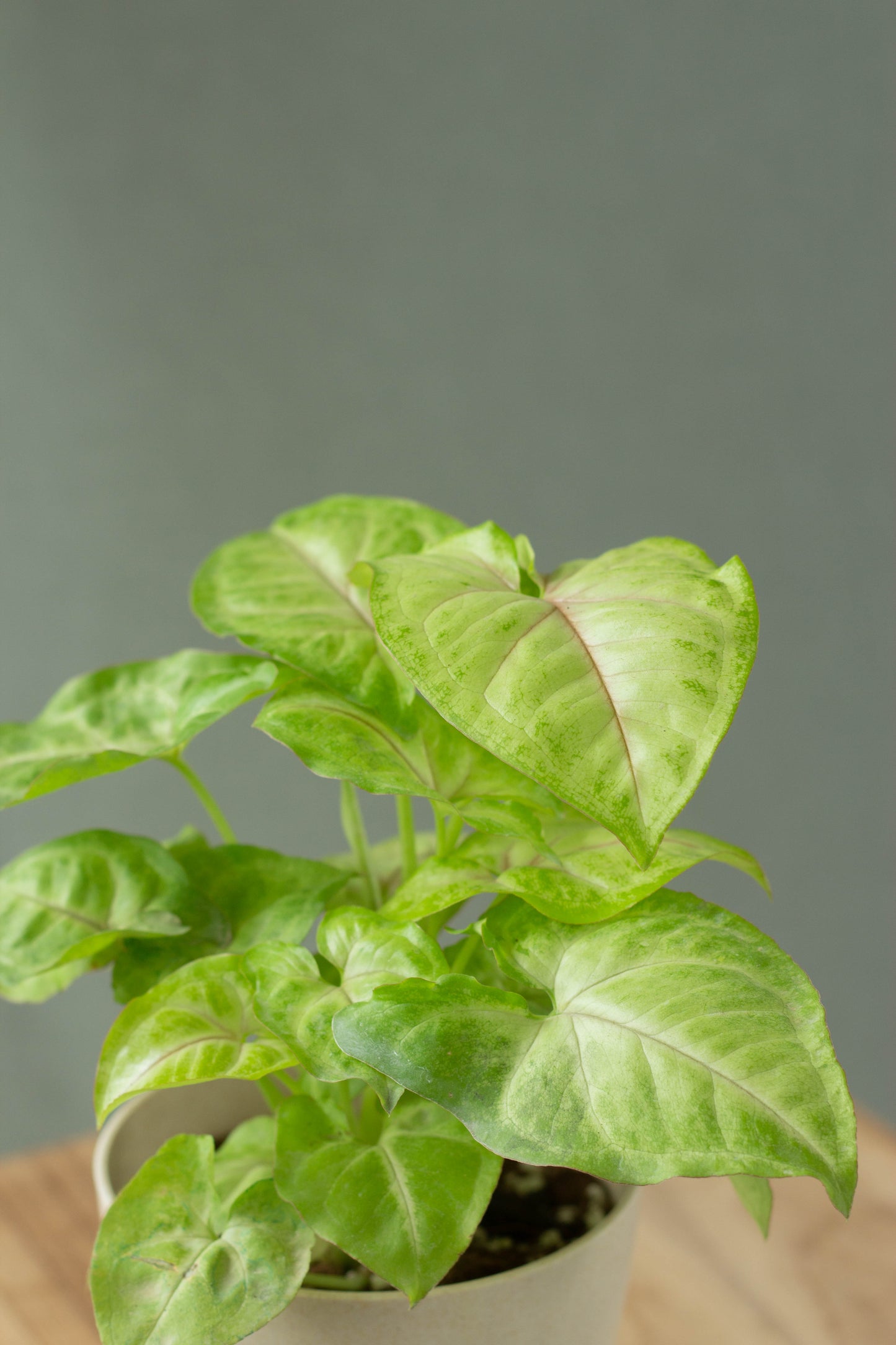 Closeup-Syngonium Milky White