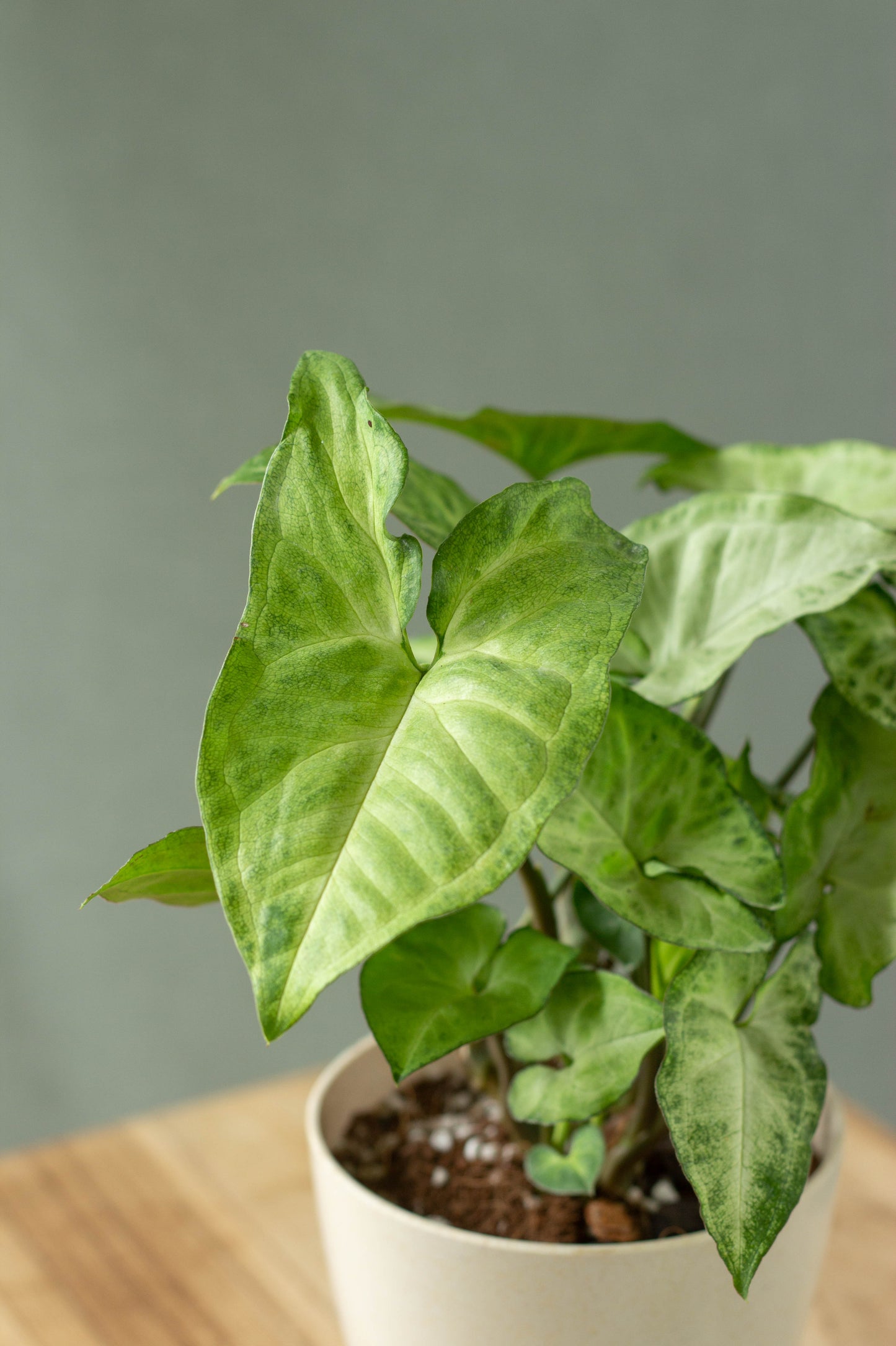 Closeup-Syngonium Green
