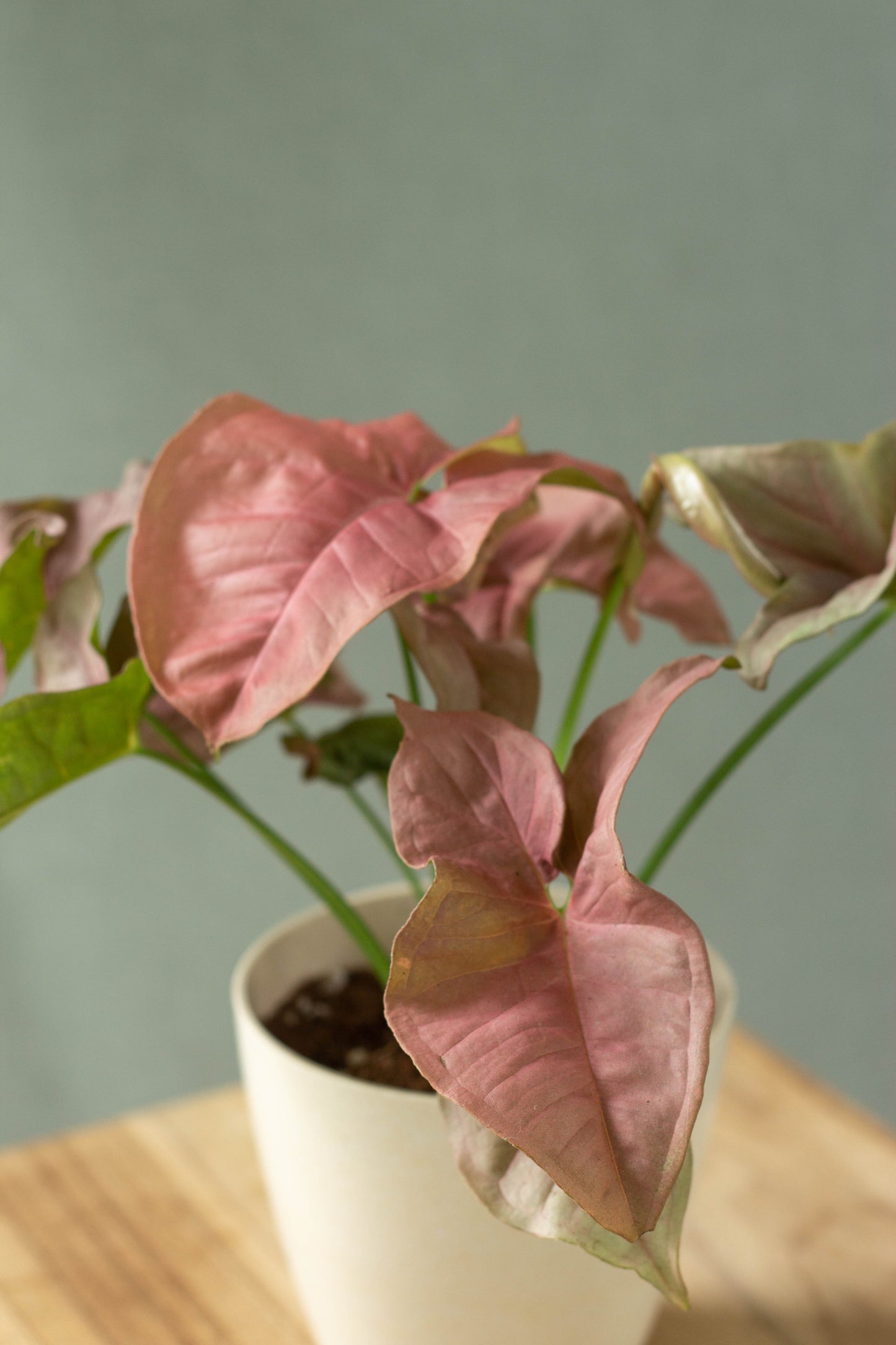 Closeup-Syngonium Pink