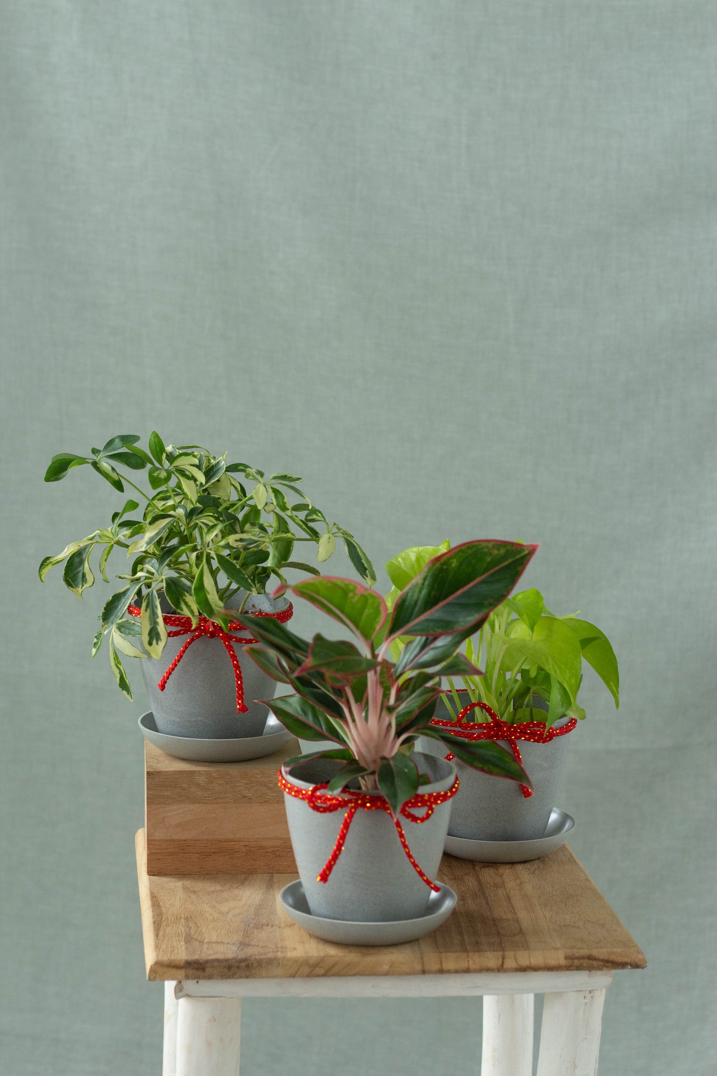 Joyous Spring Set