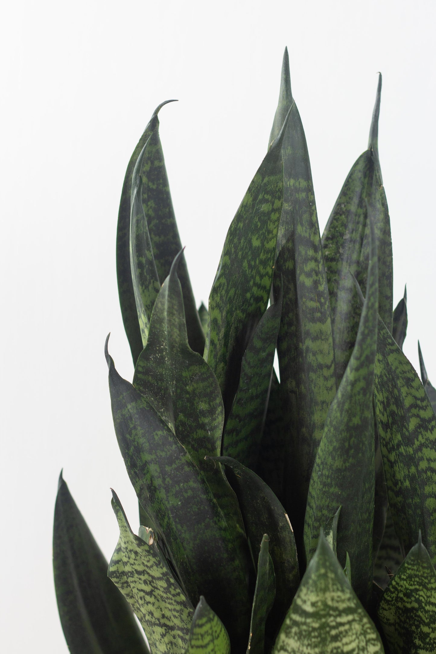Sansevieria Basket Set