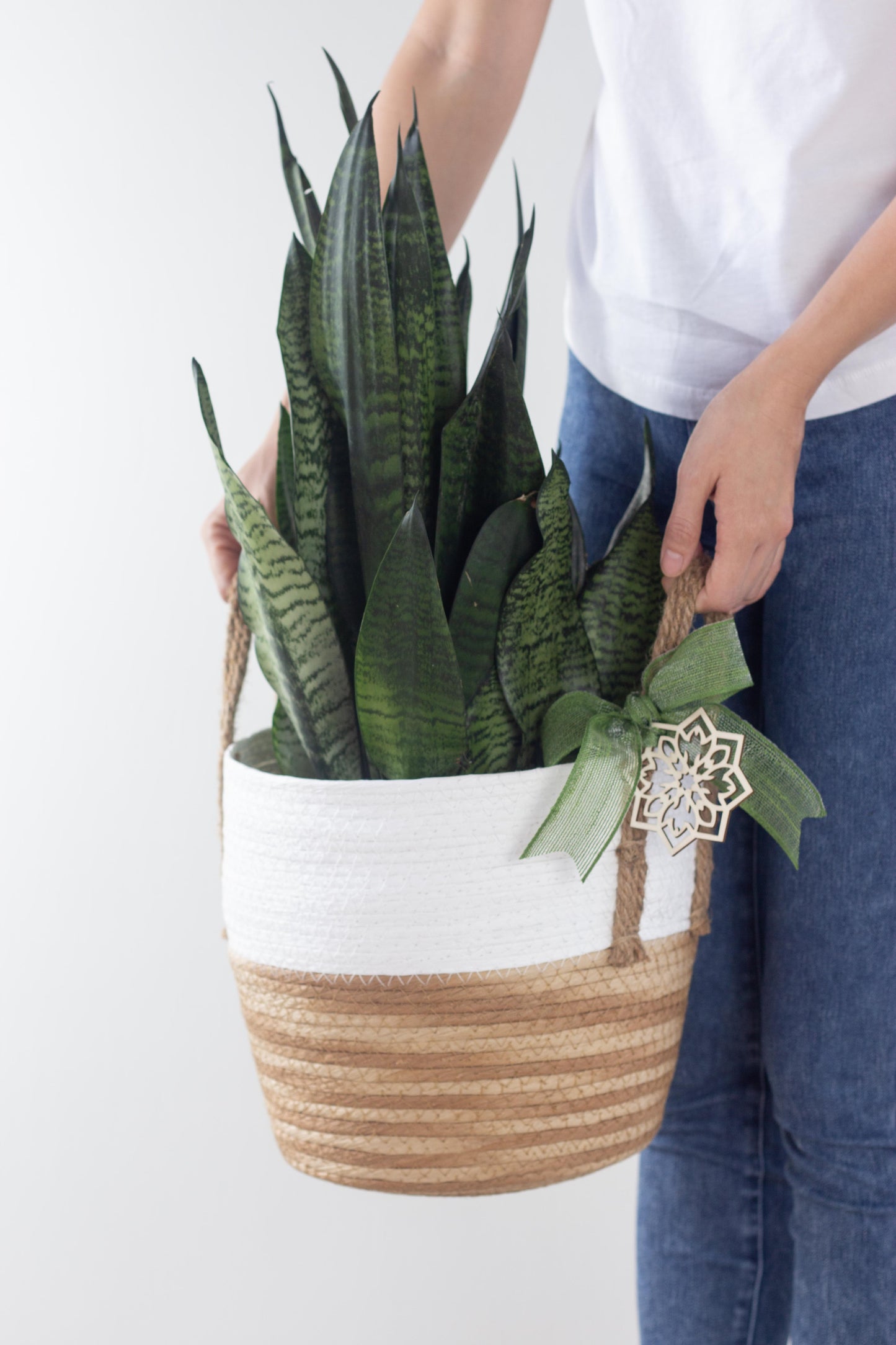 Sansevieria Basket Set