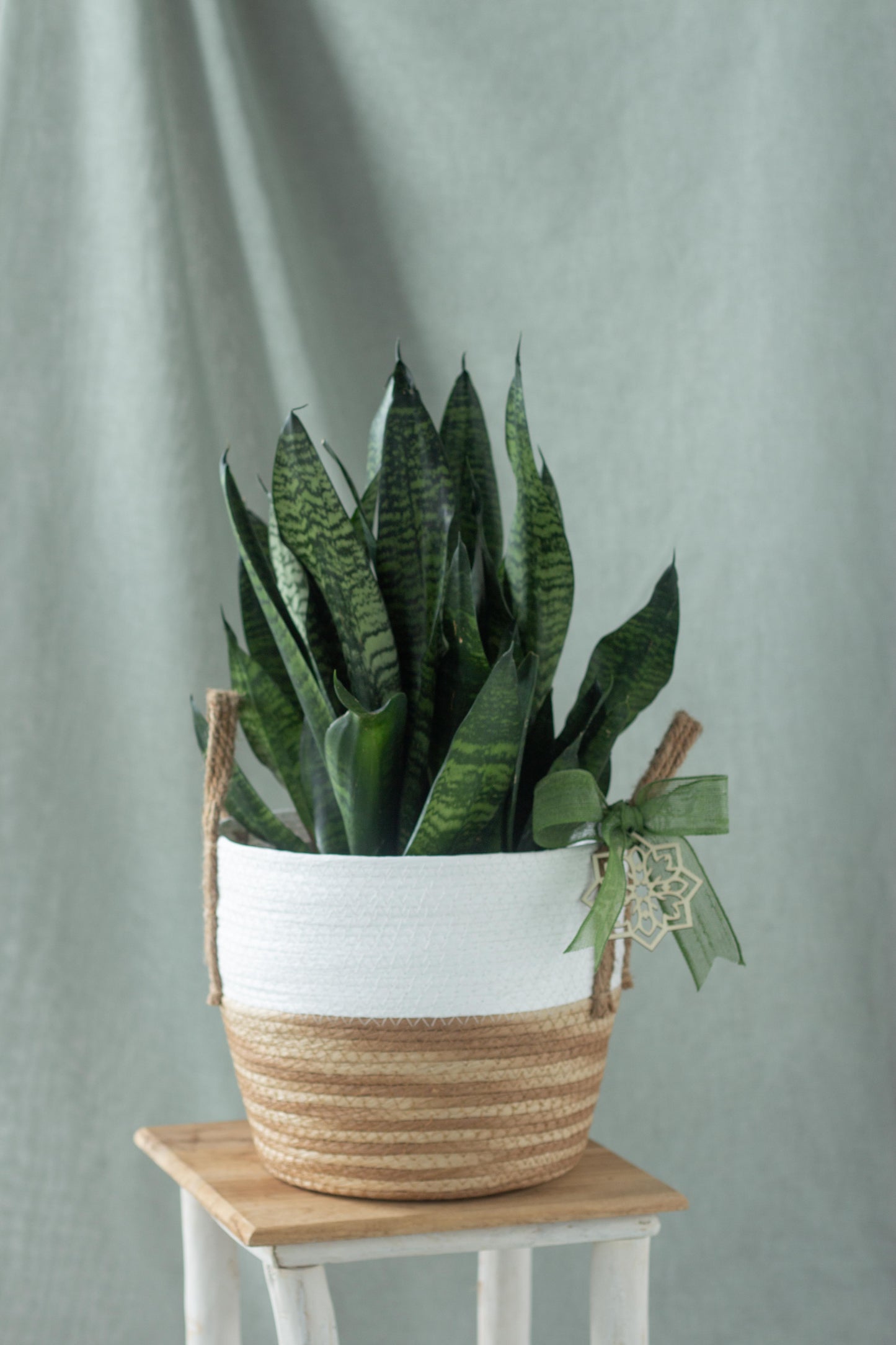 Sansevieria Basket Set