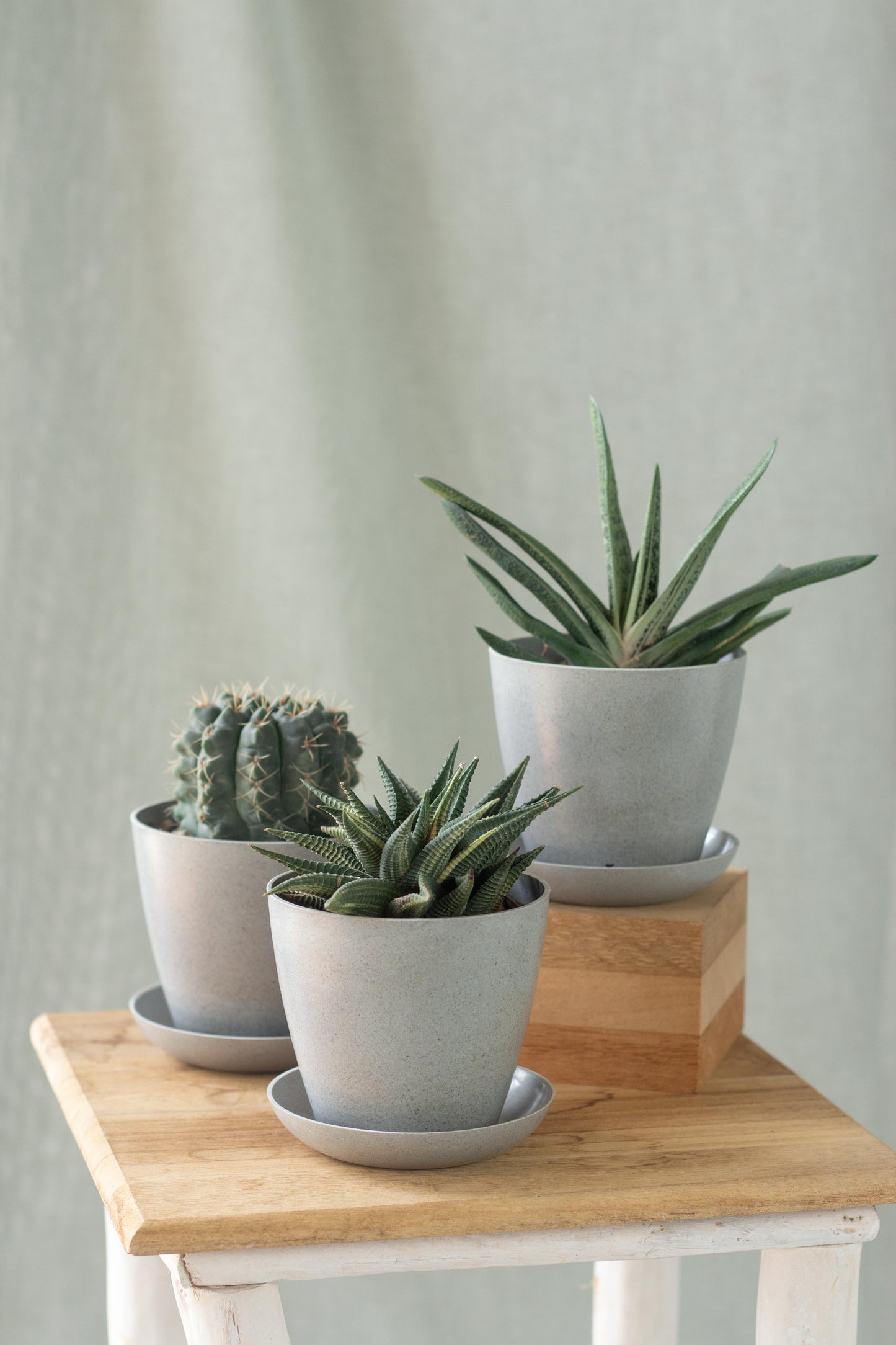 Magical Cacti Set