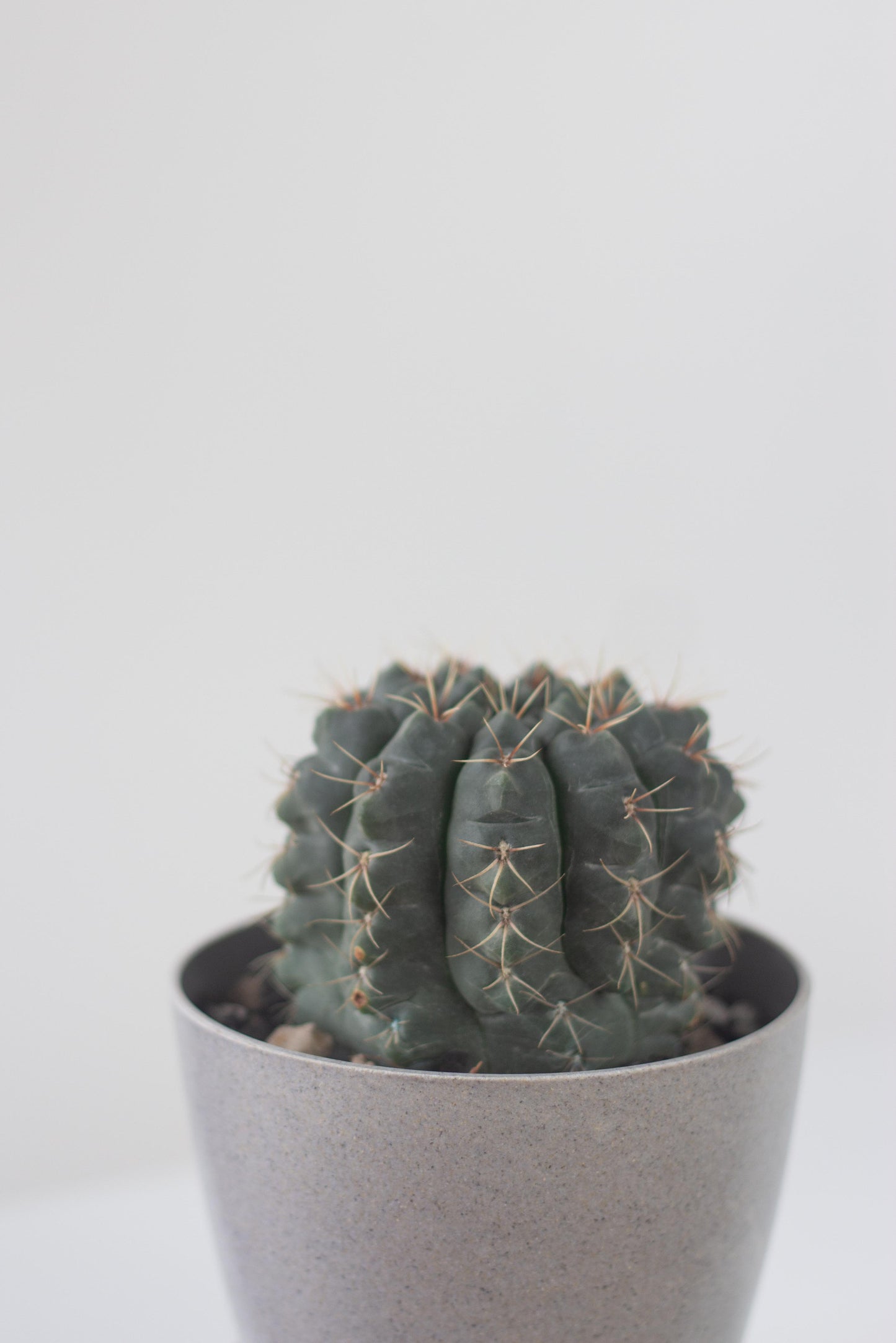 Closeup-Spider Cactus