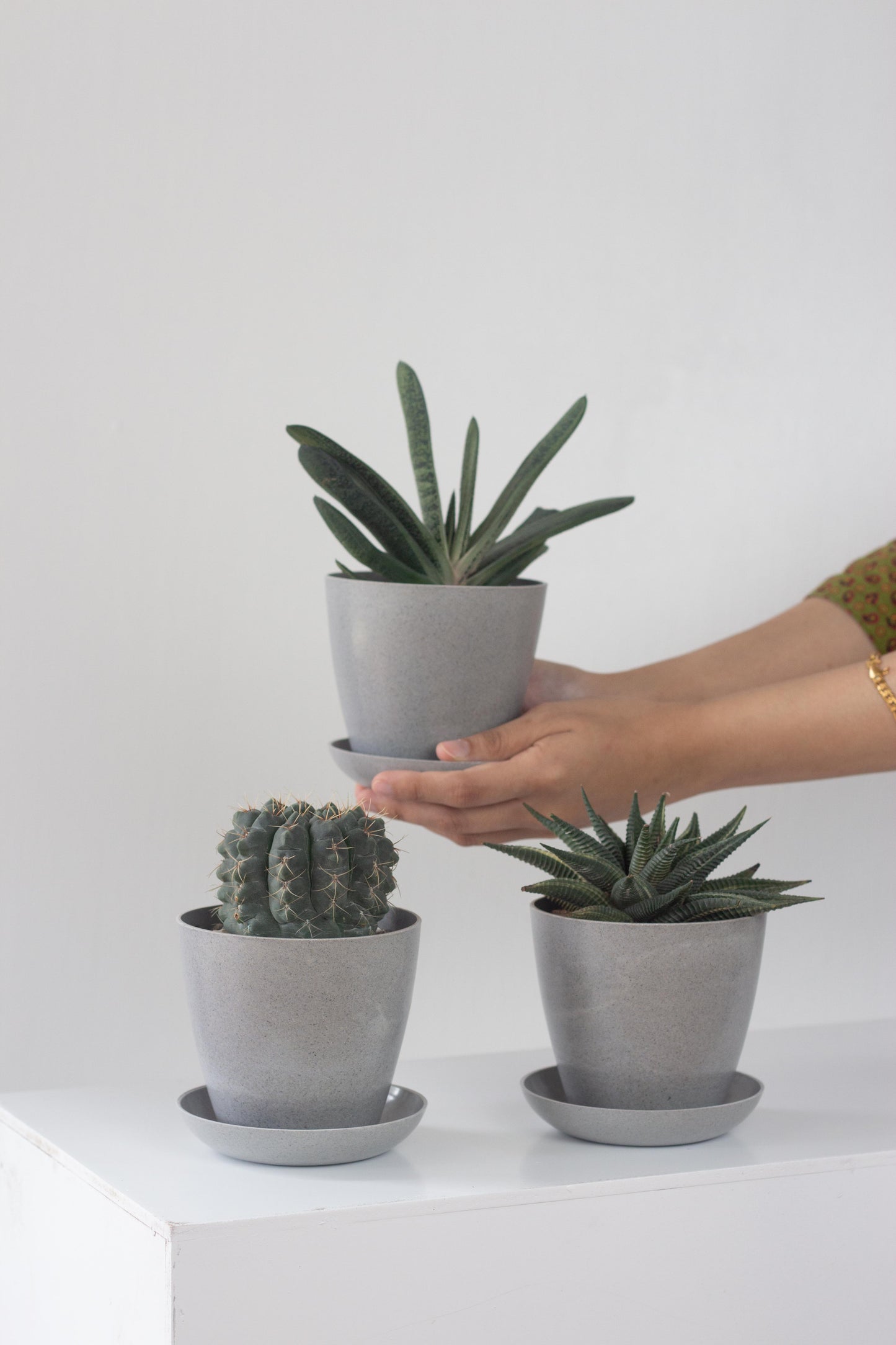 Magical Cacti Set