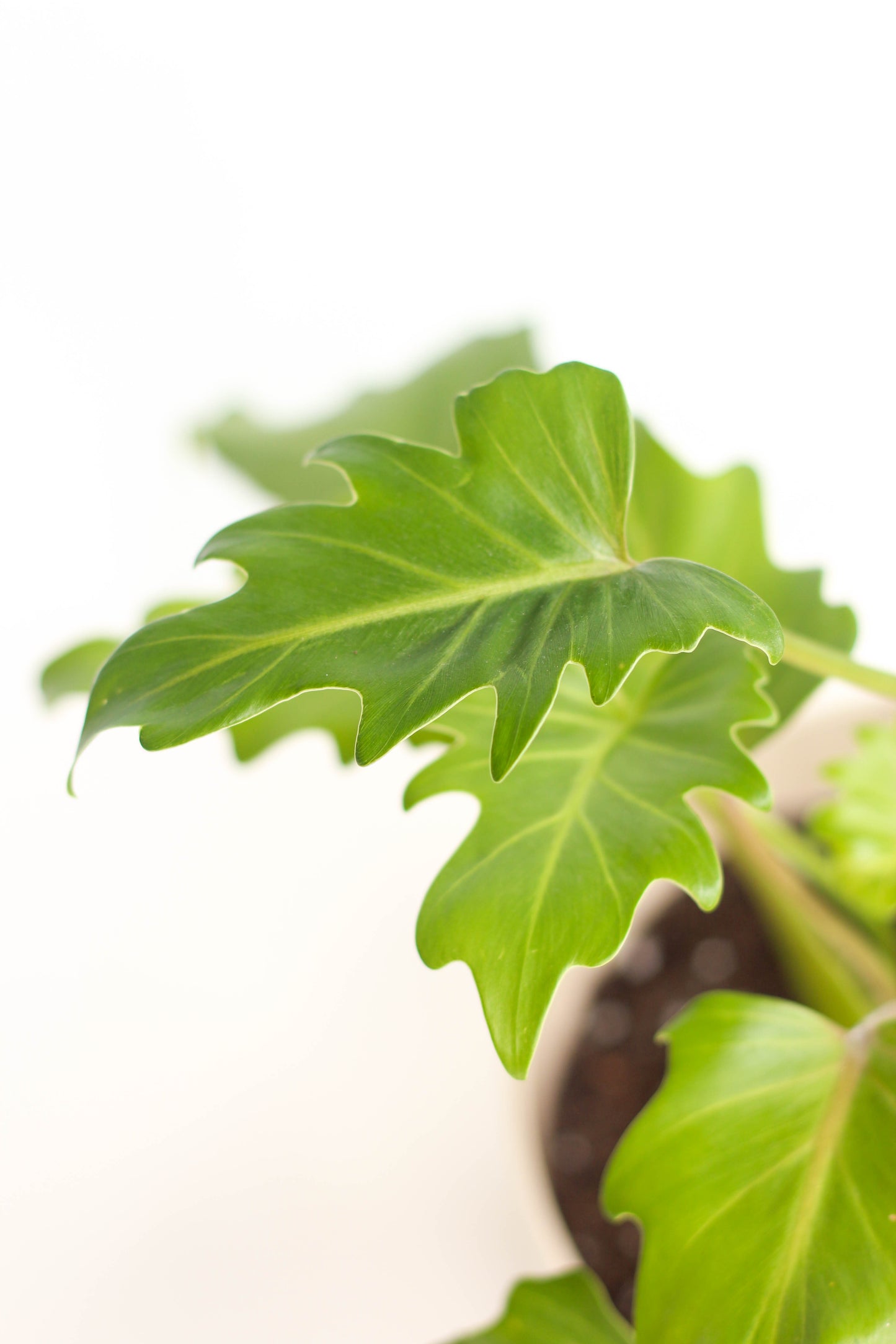 Philodendron Lacerum