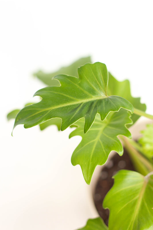 Philodendron Lacerum