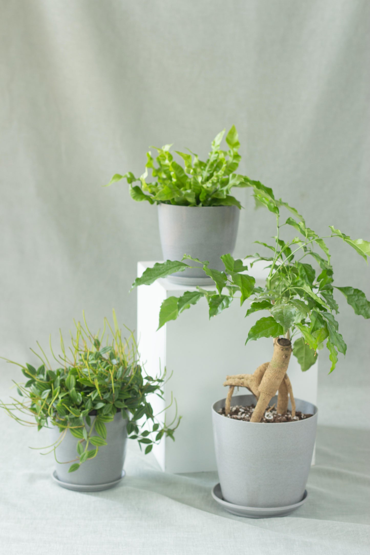 Pet Friendly Set