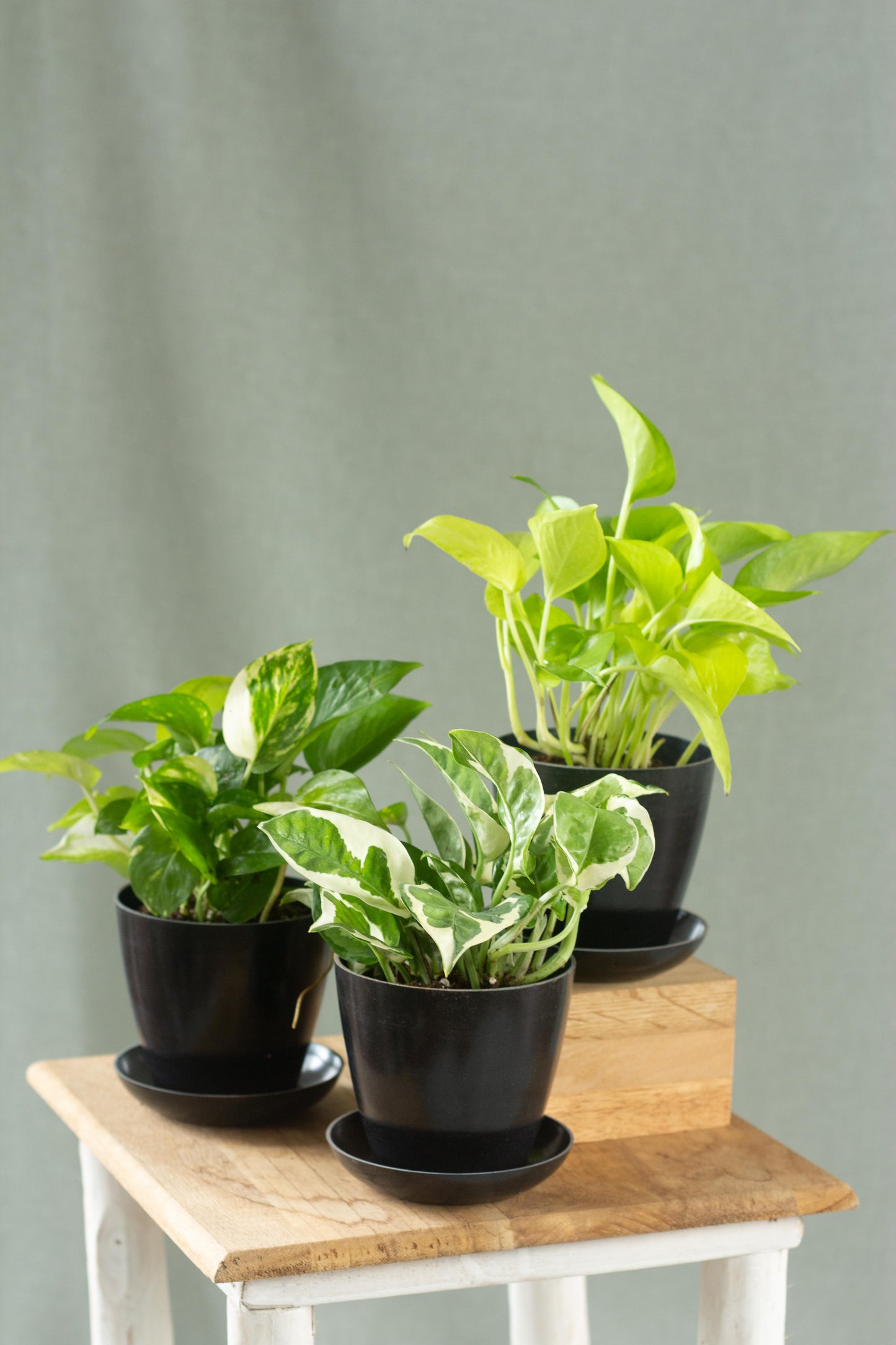 Trailing Vines Set