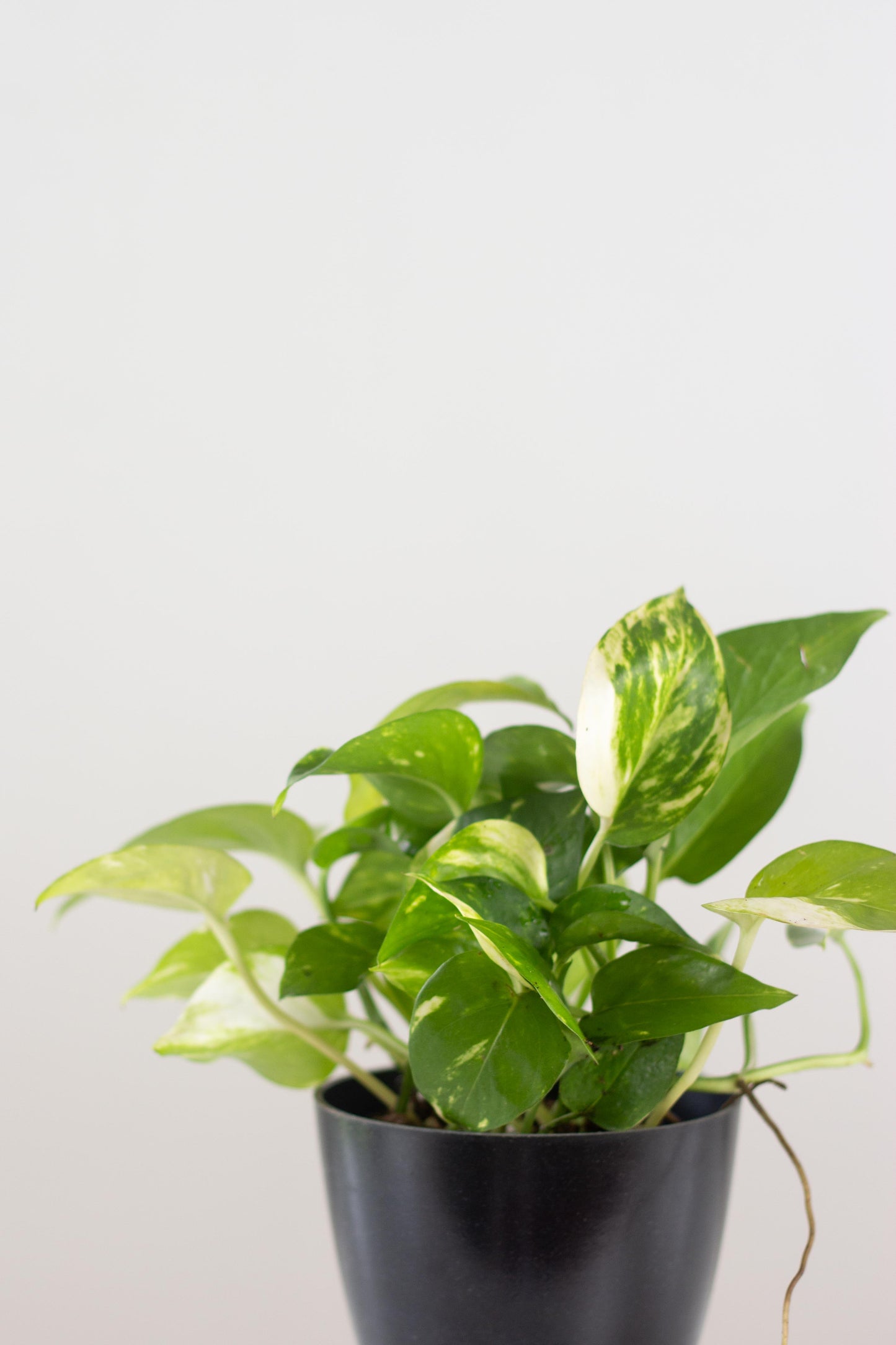 Closeup-Golden Pothos