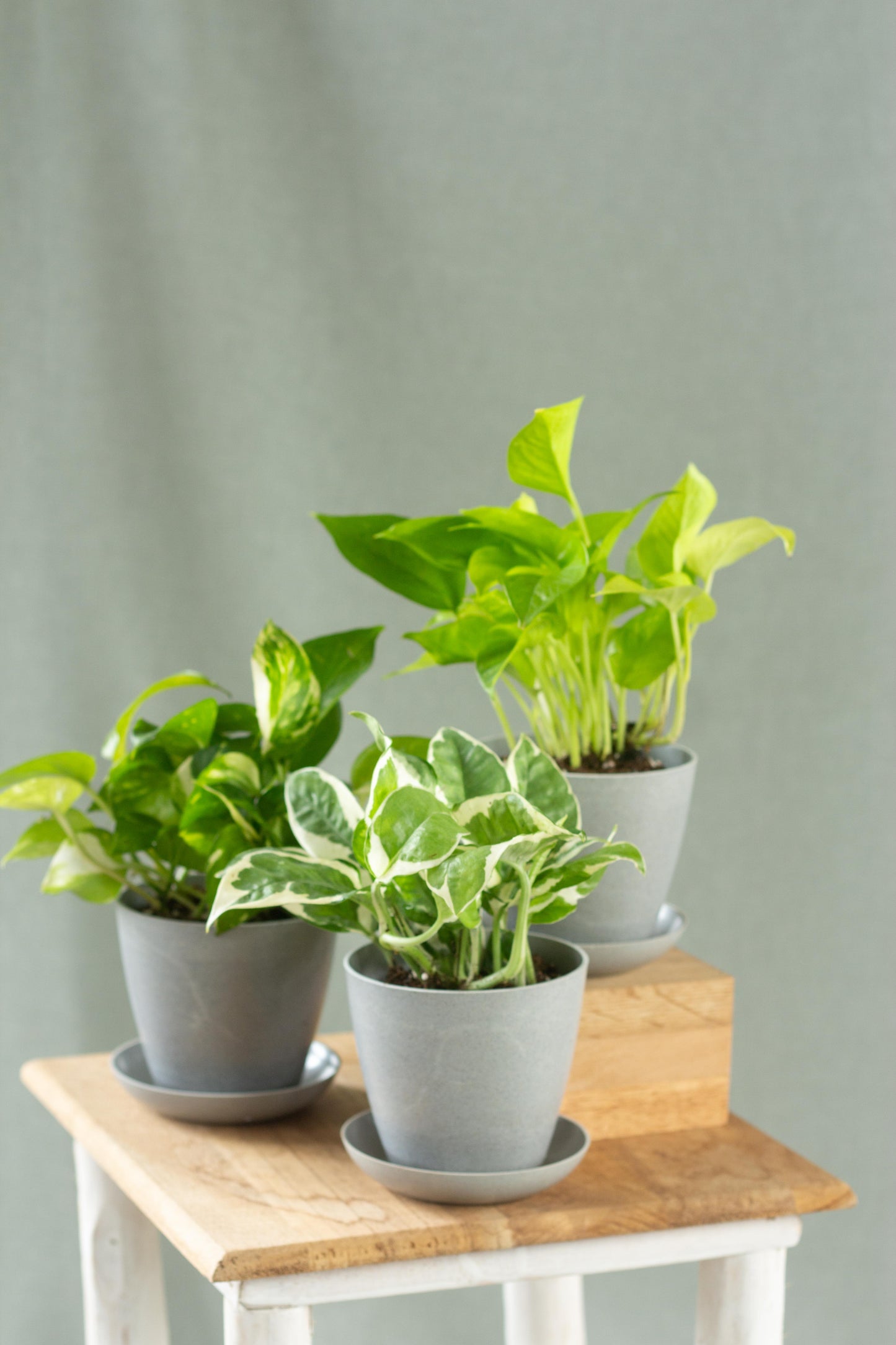 Trailing Vines Set