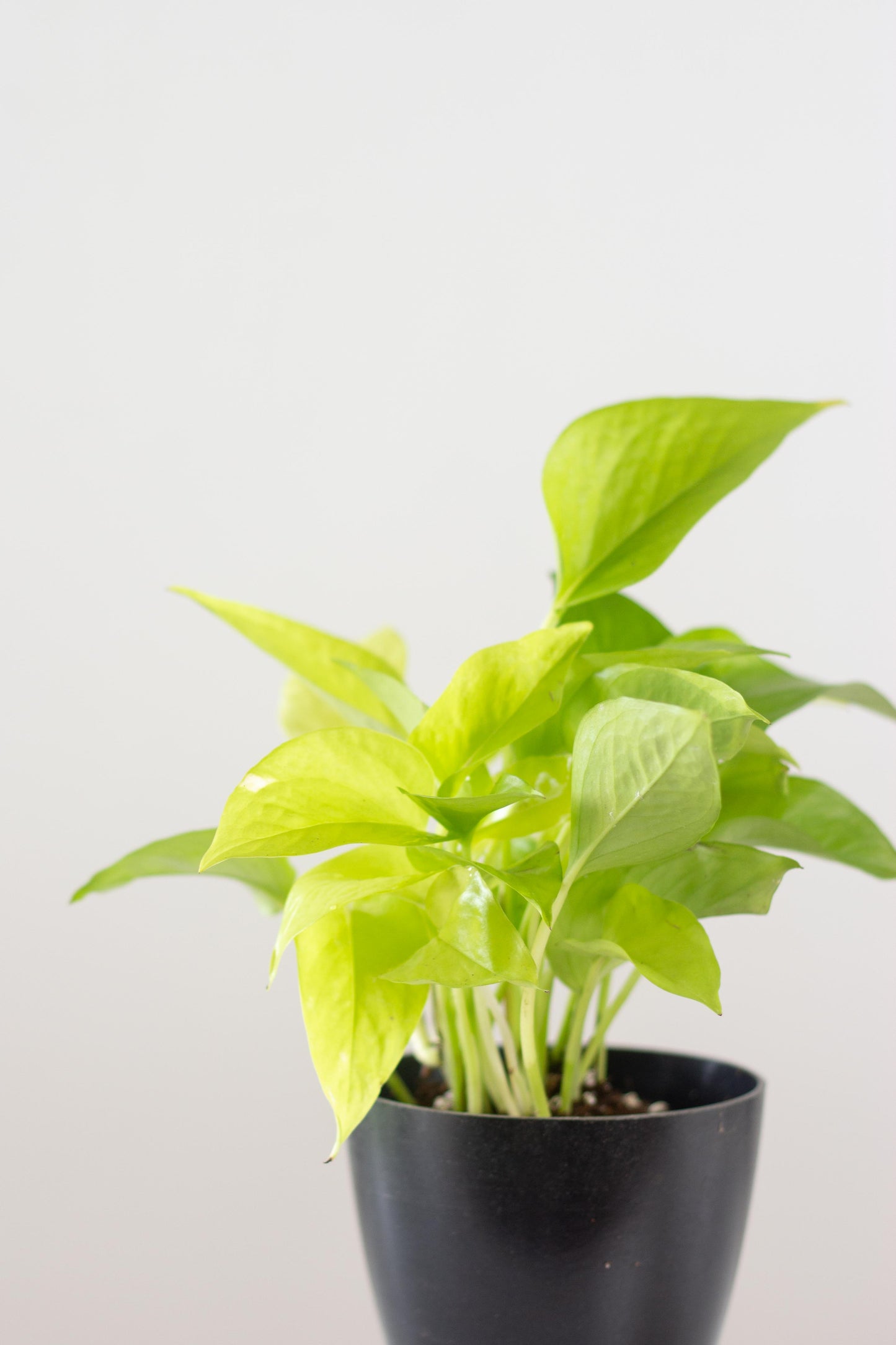 Closeup-Neon Pothos