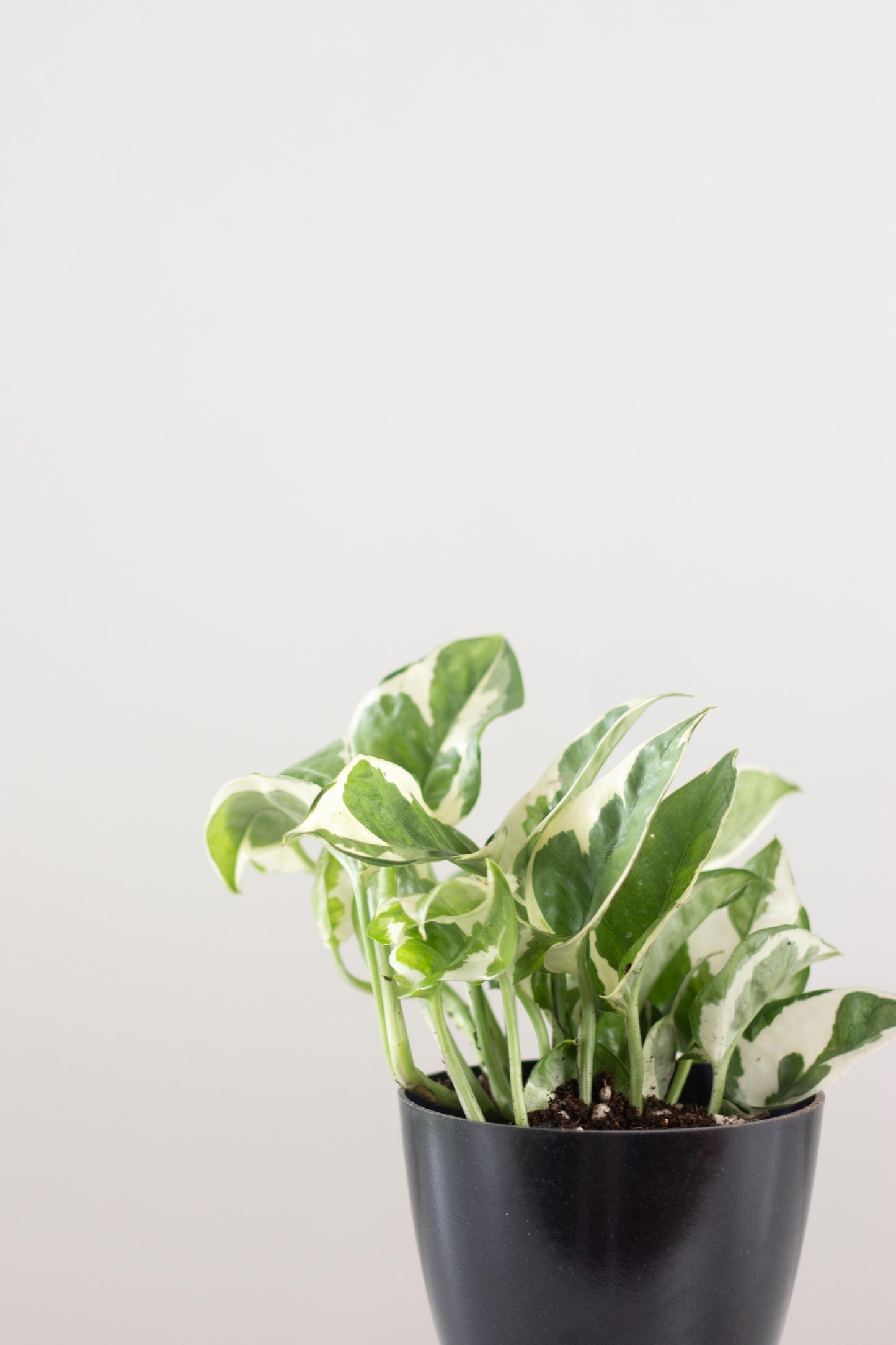 Closeup-N'joy Money Plant