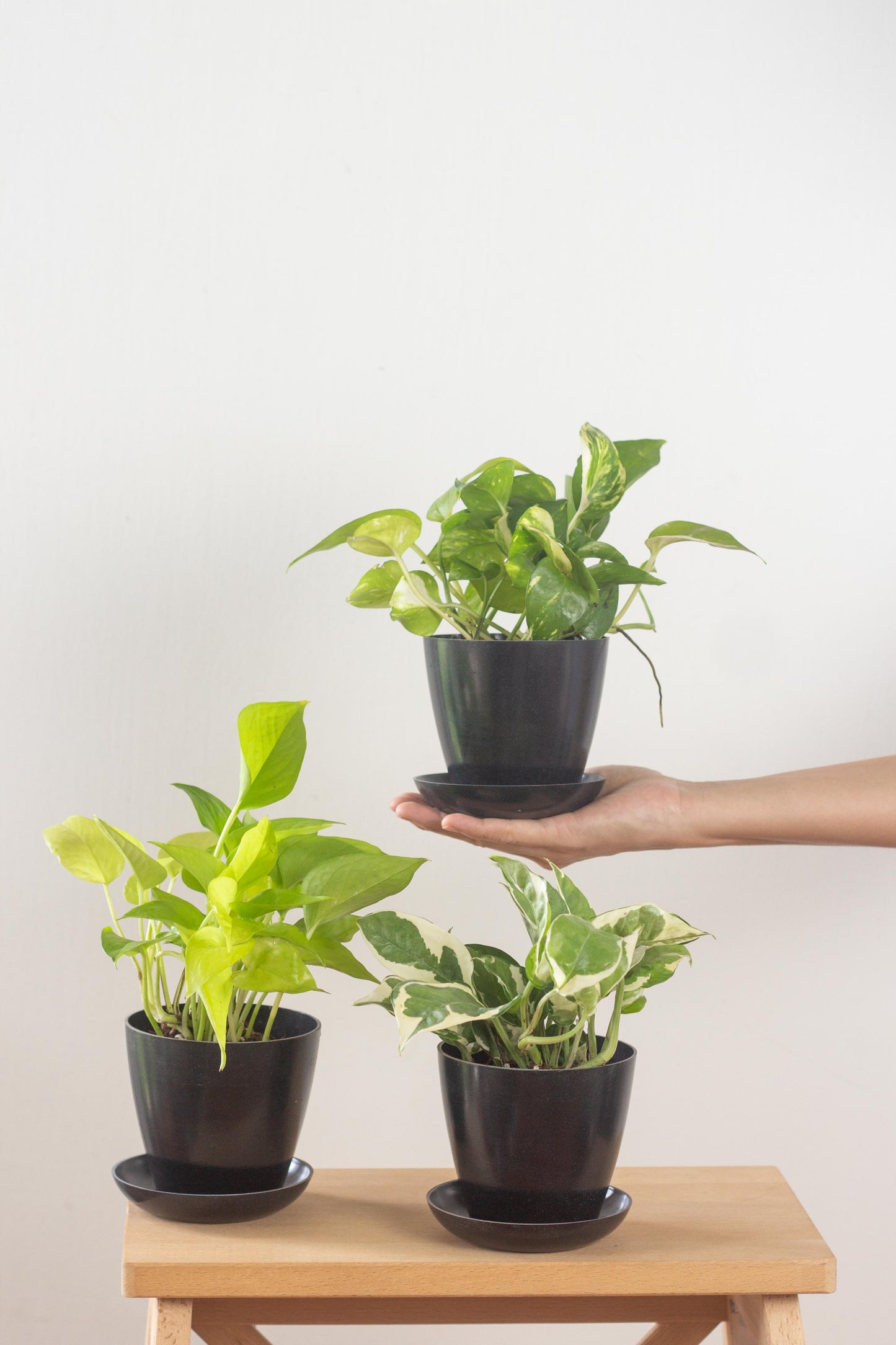 Trailing Vines Set