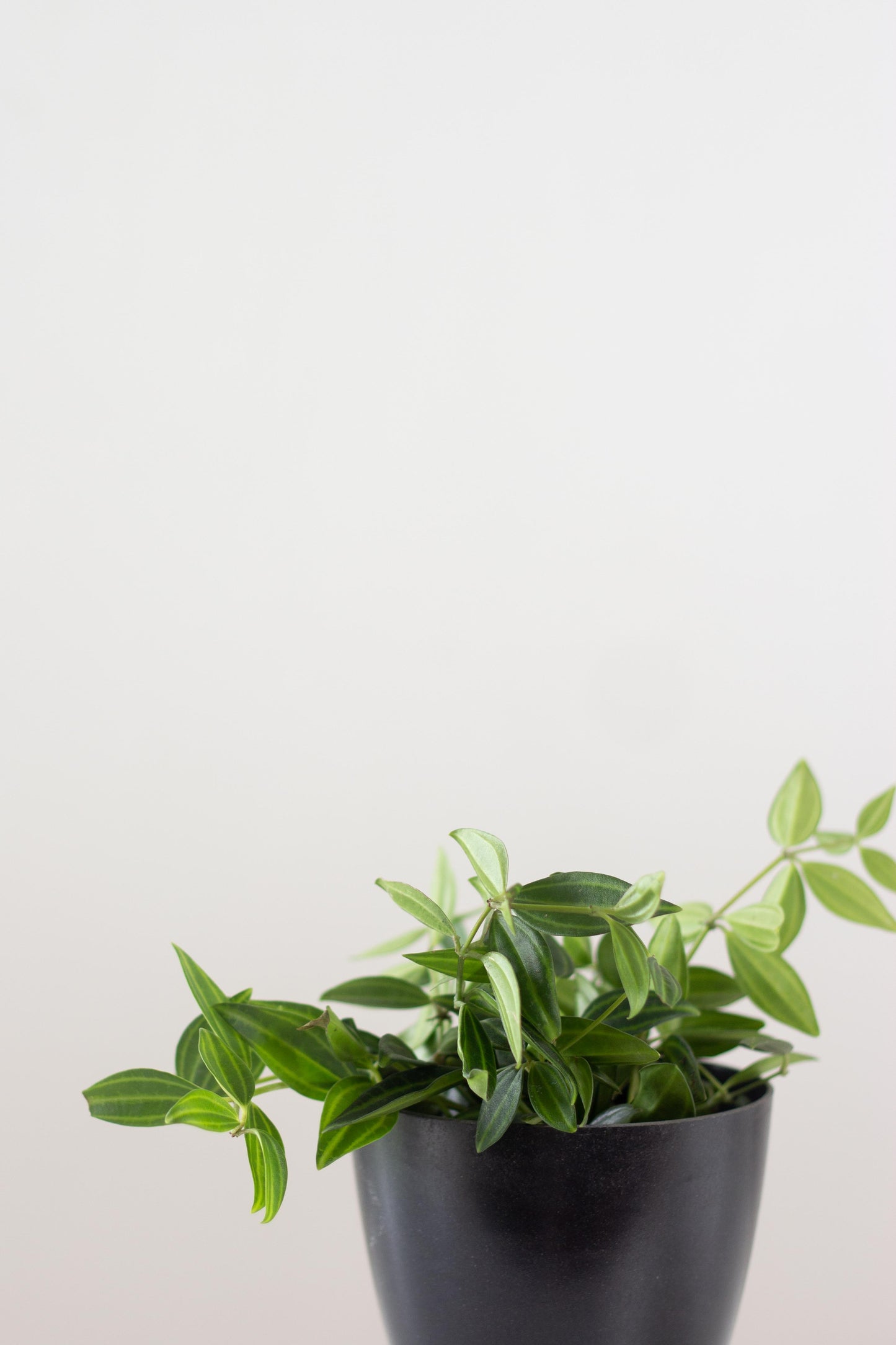 Closeup-Beetle Peperomia