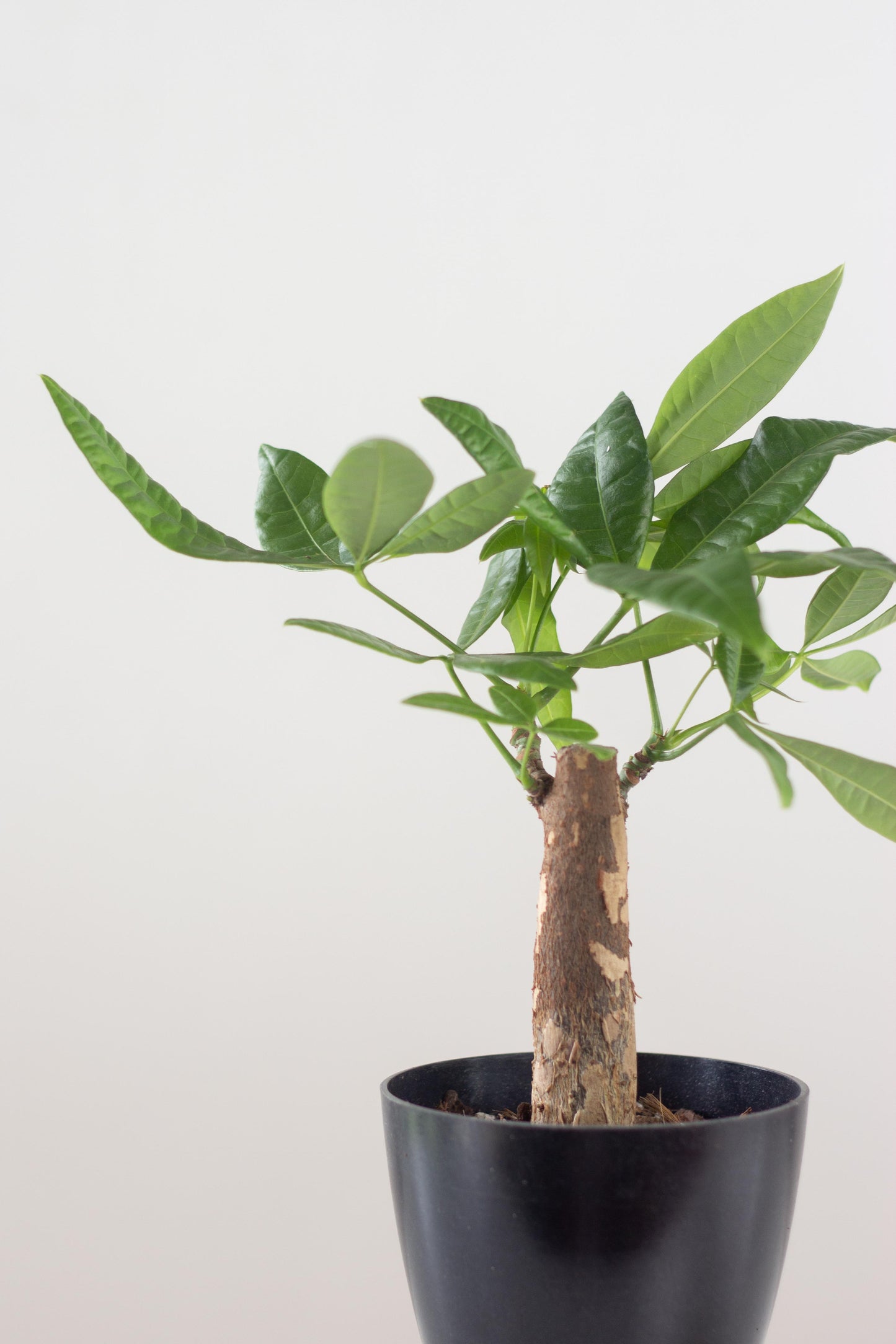 Closeup-Money Tree