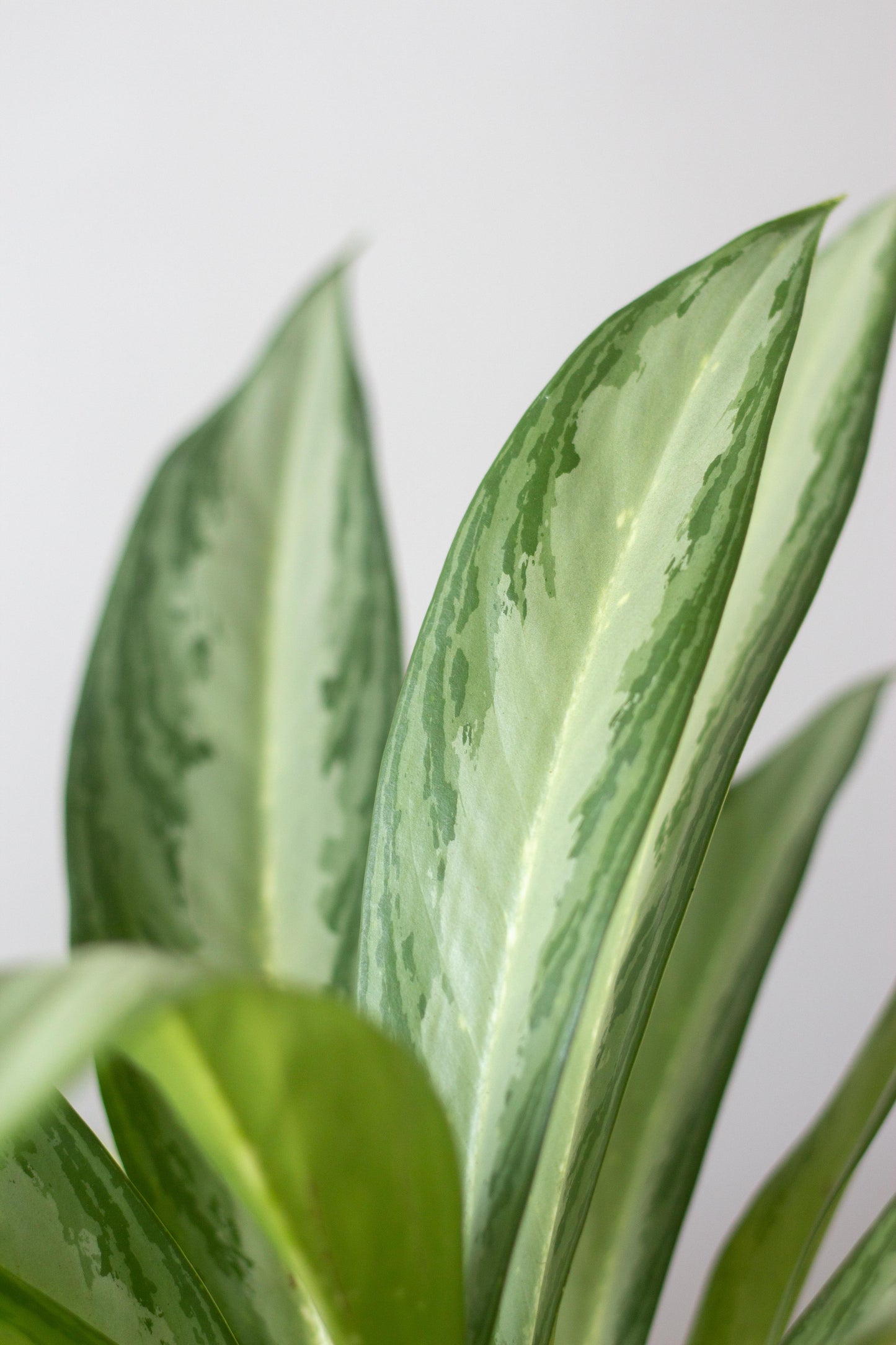 Closeup-Aglaonema Jubilee