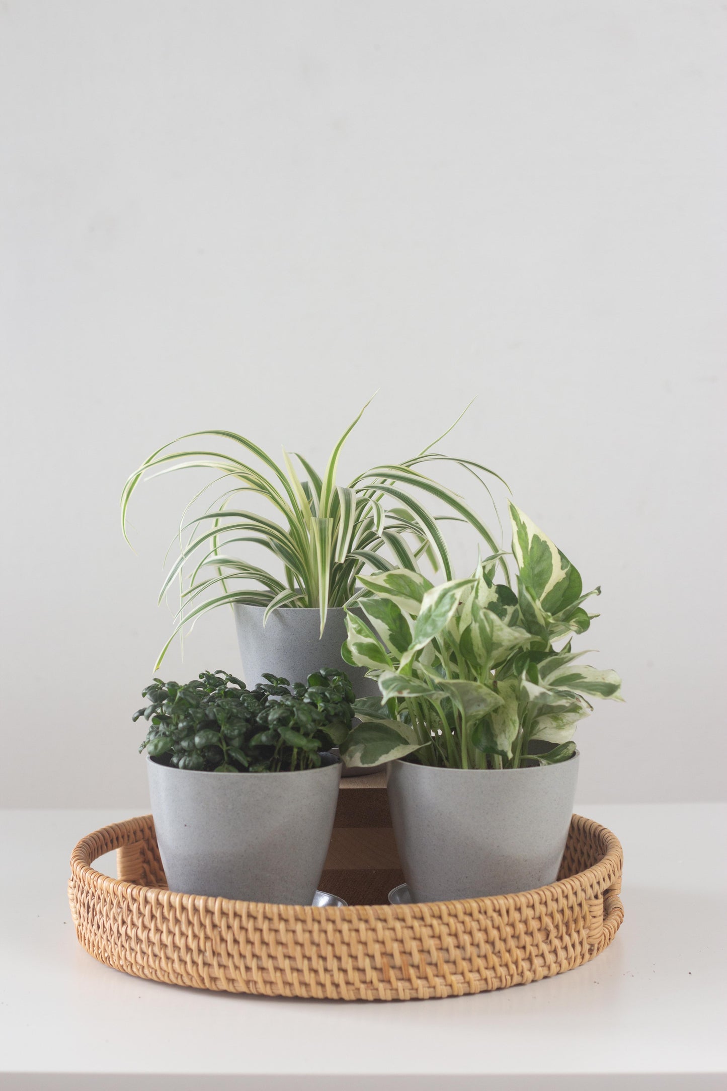 Raya Trio Tray