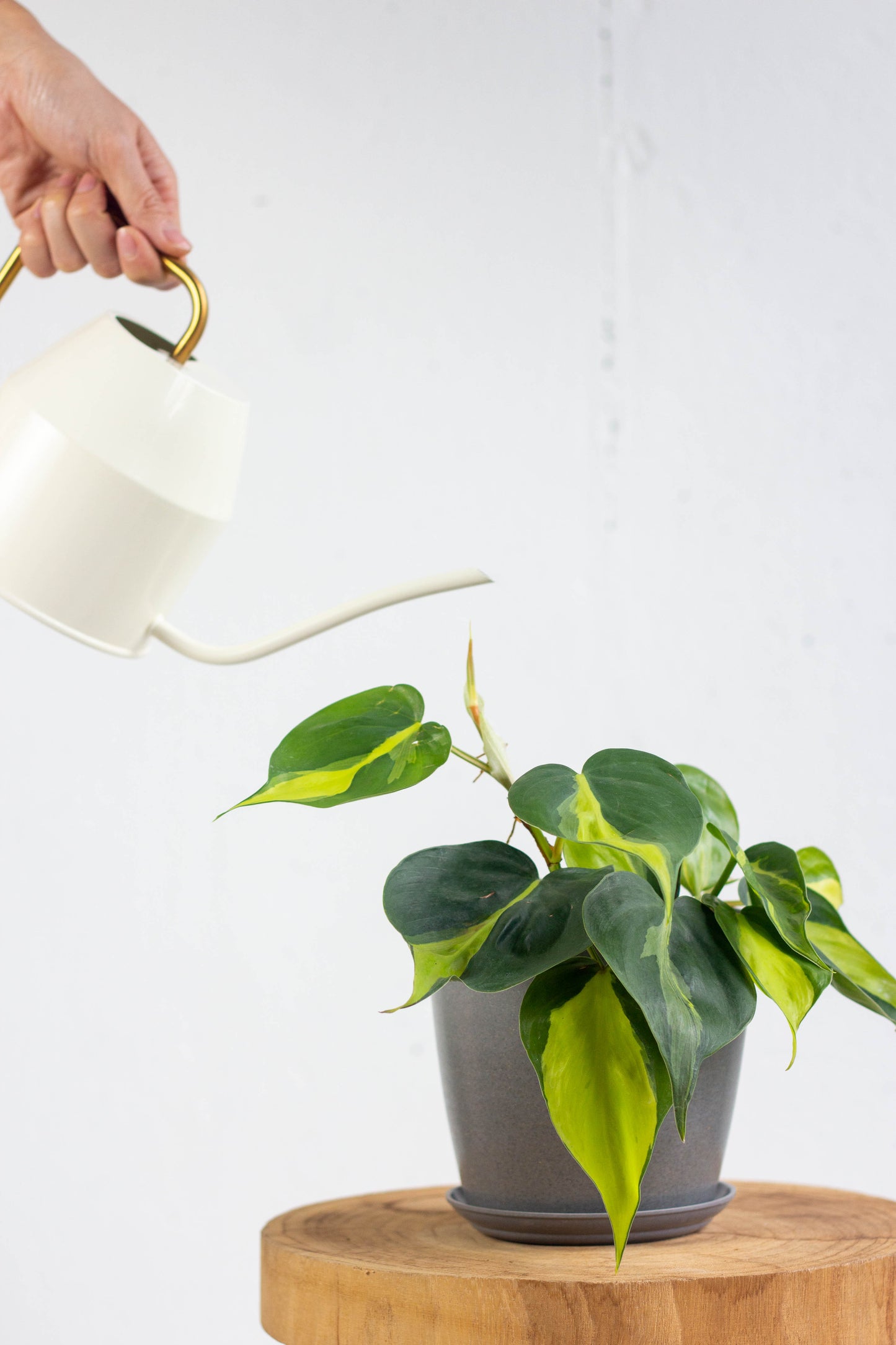 Philodendron Brasil