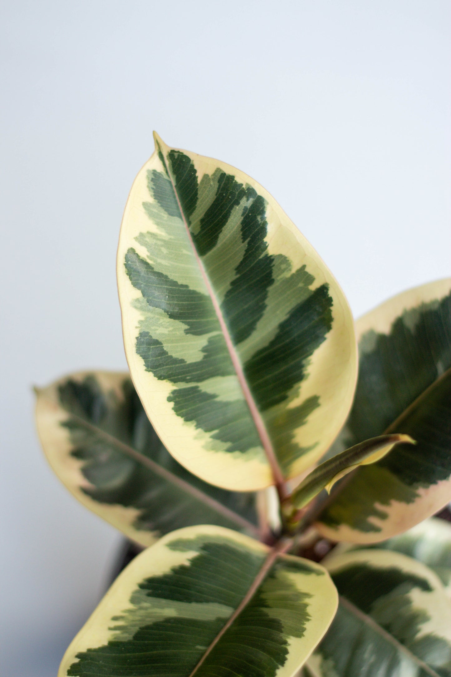 Rubber Plant Variegated
