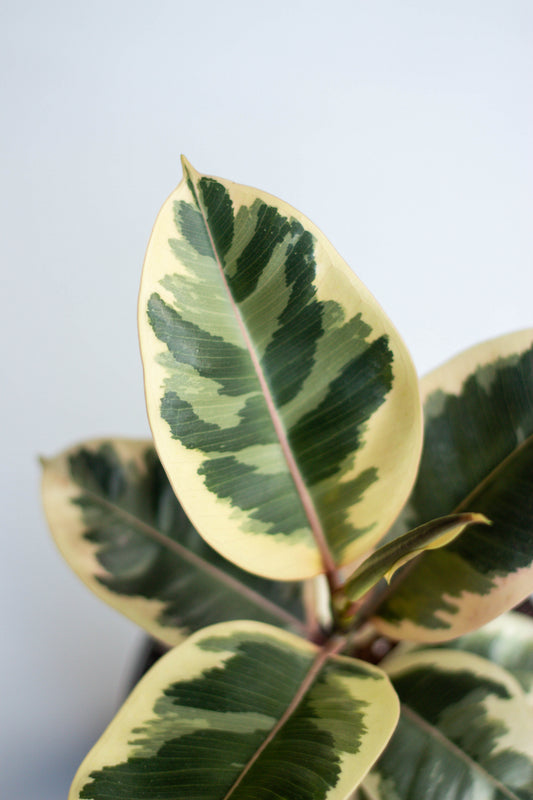 Rubber Plant Variegated