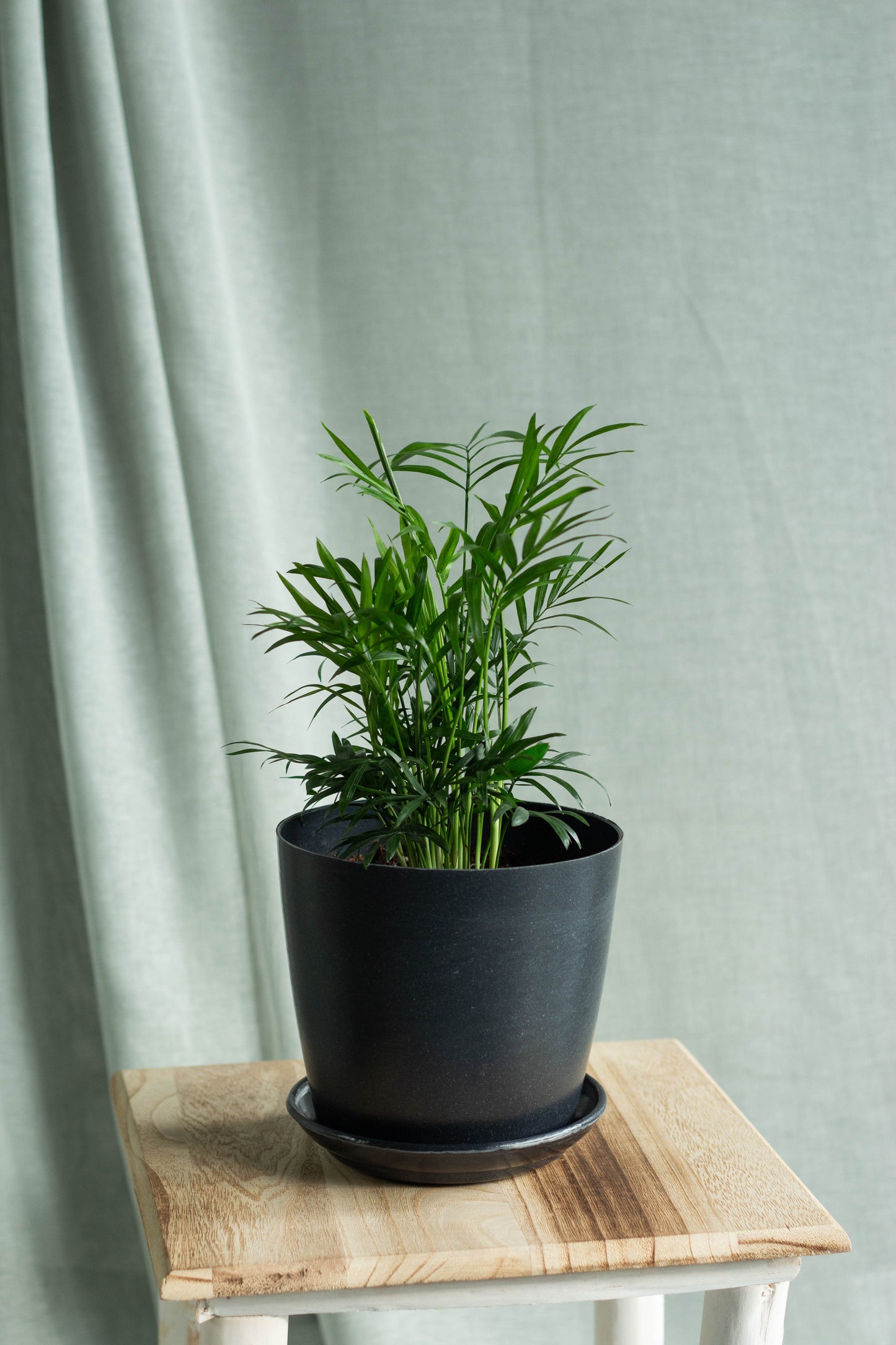 Cascade Palm