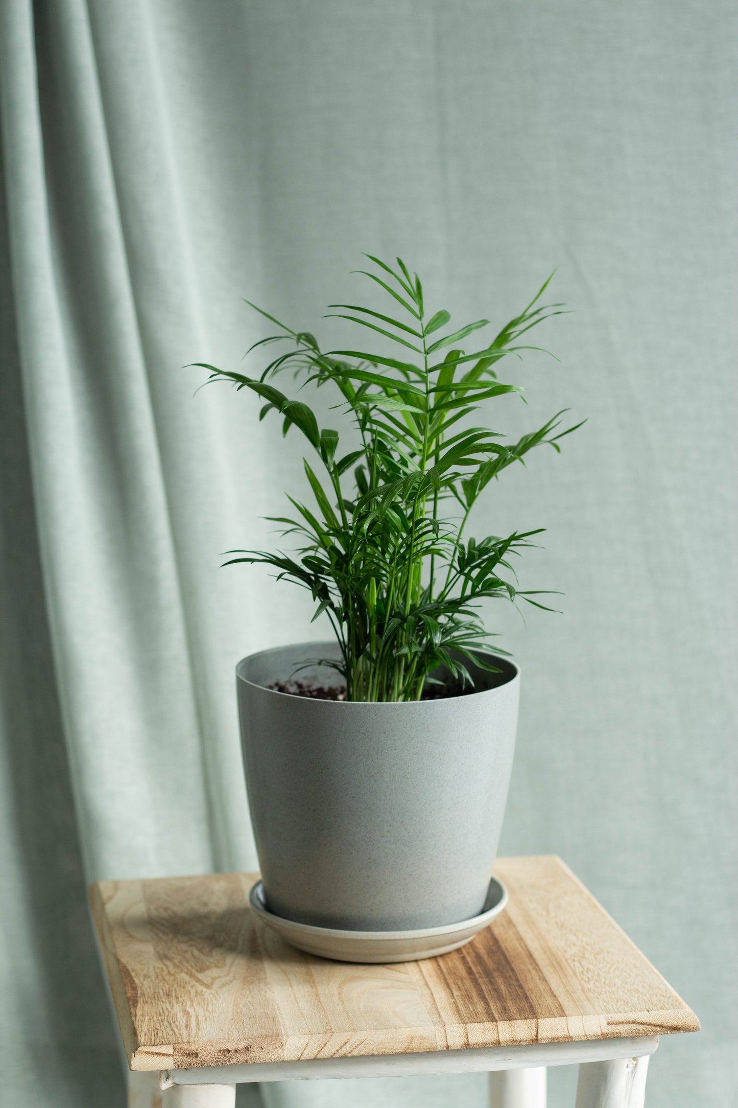Cascade Palm