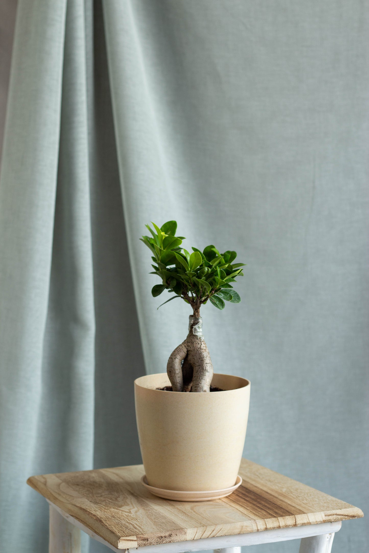 Ficus Bonsai
