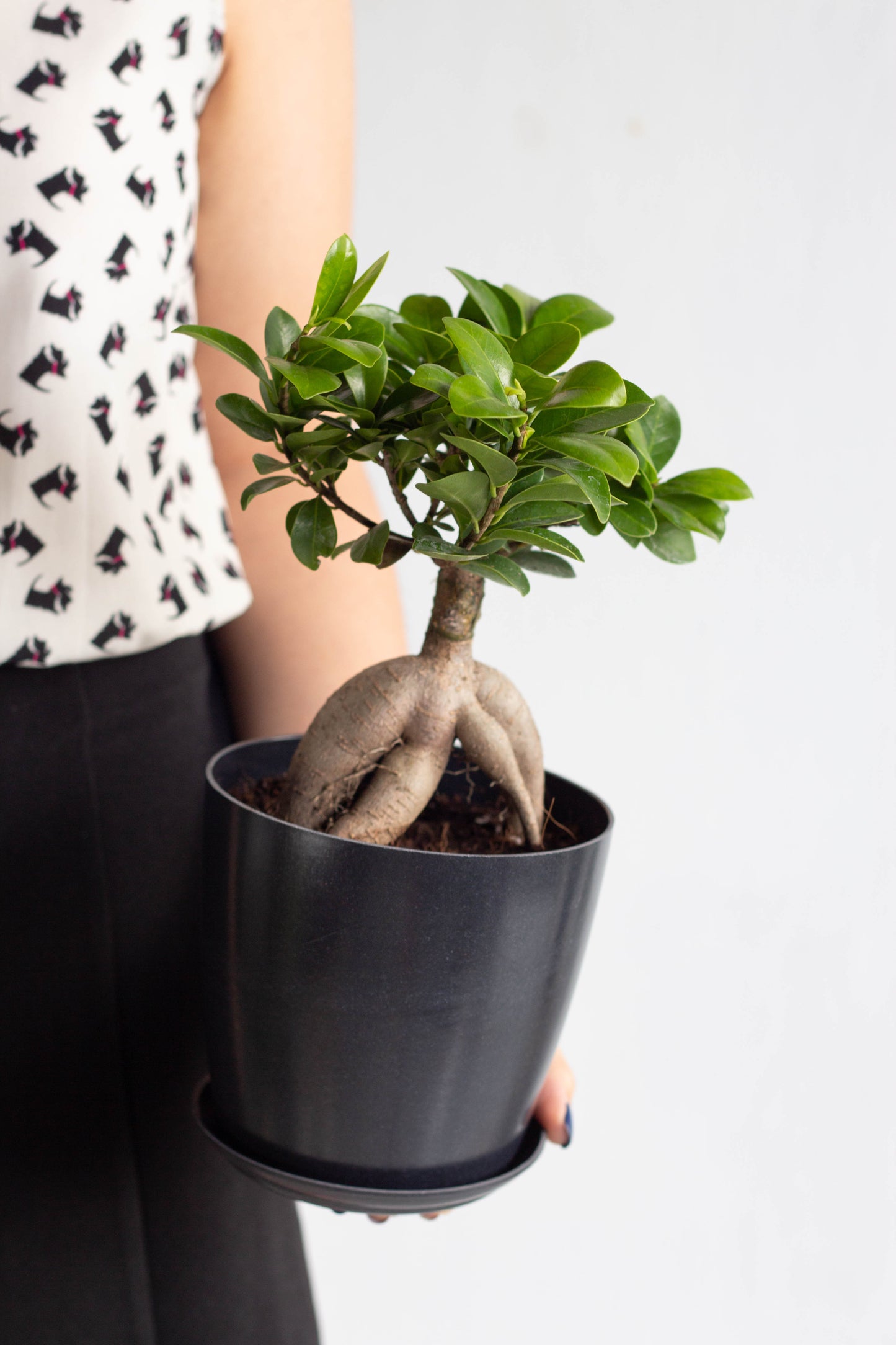 Ficus Bonsai
