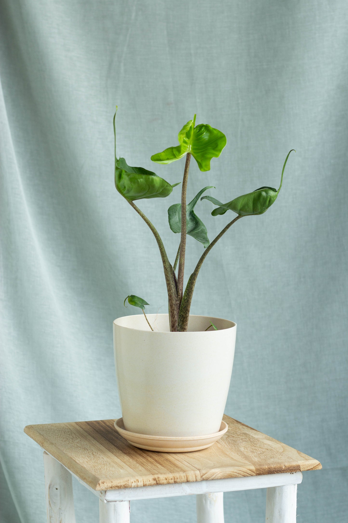 Alocasia Stingray