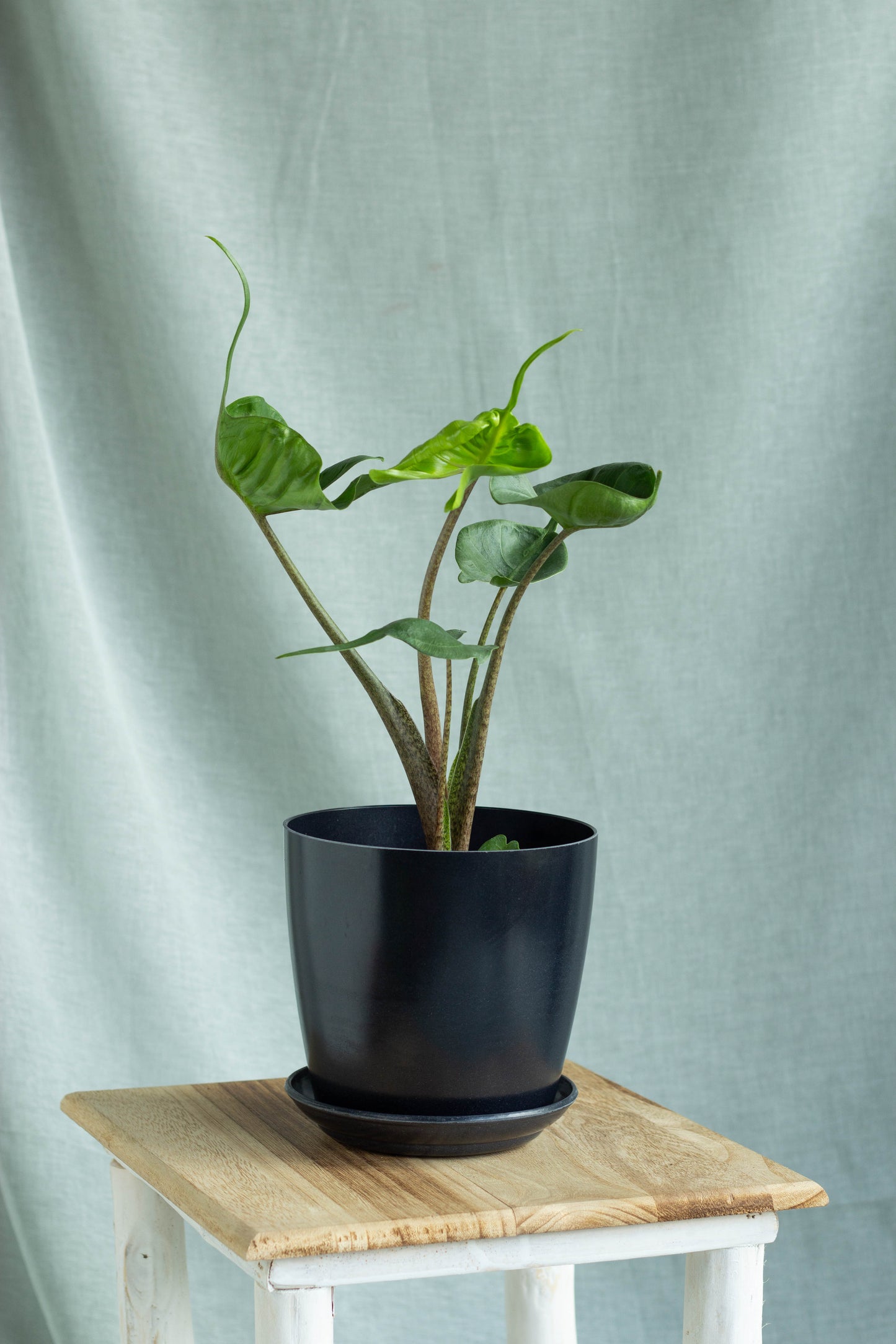 Alocasia Stingray