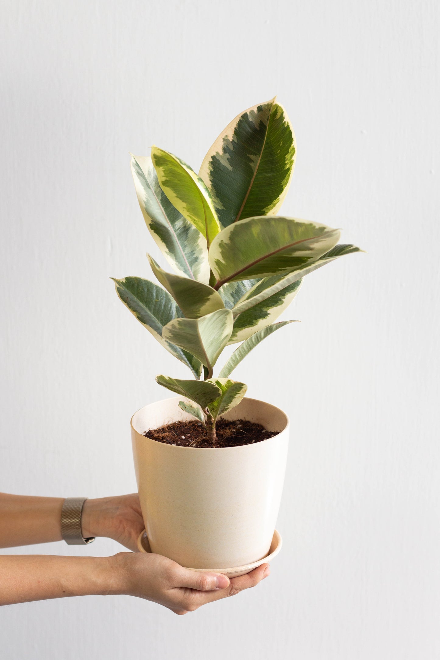 Rubber Plant Variegated
