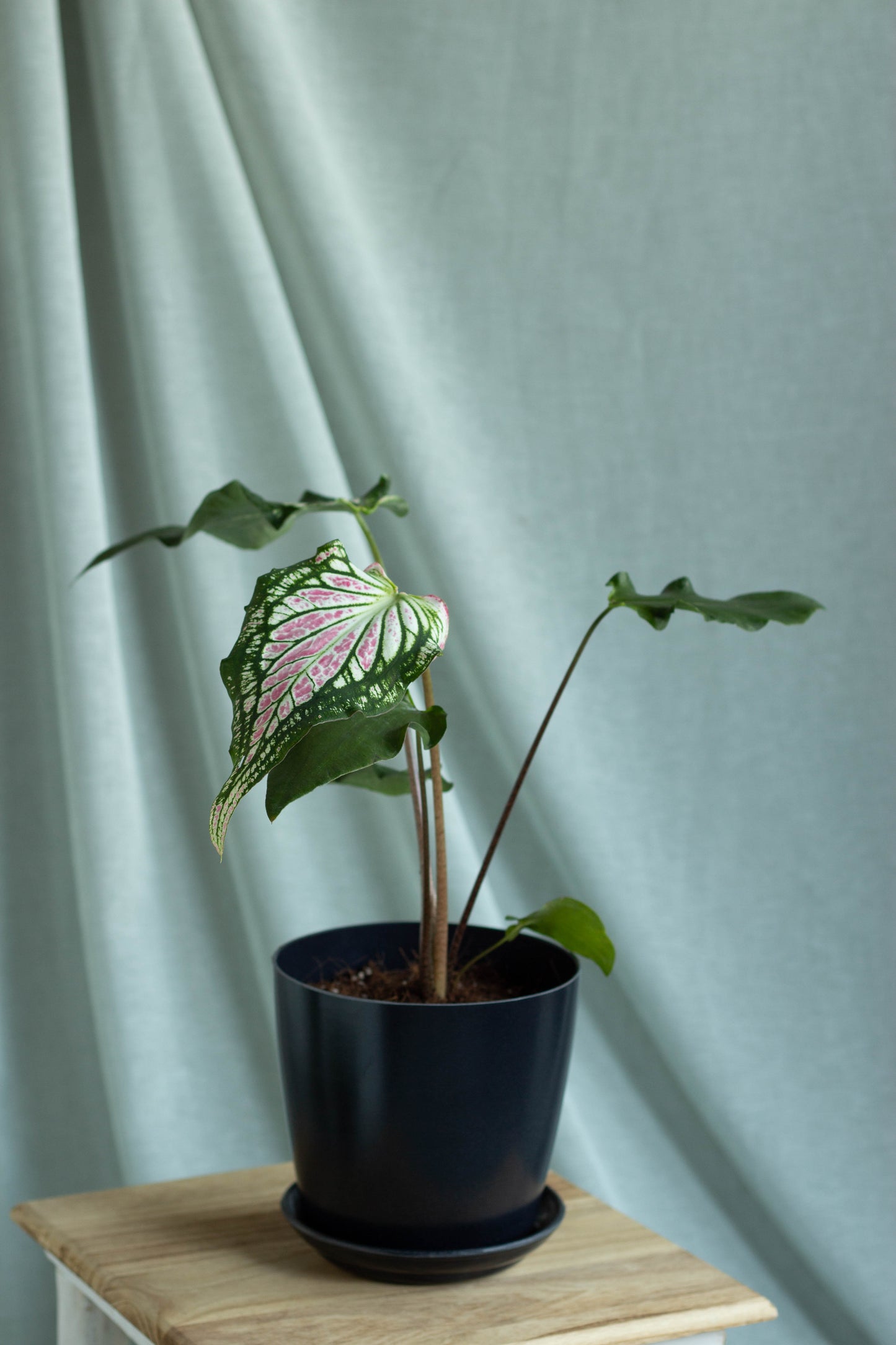 Caladium Thai Beauty