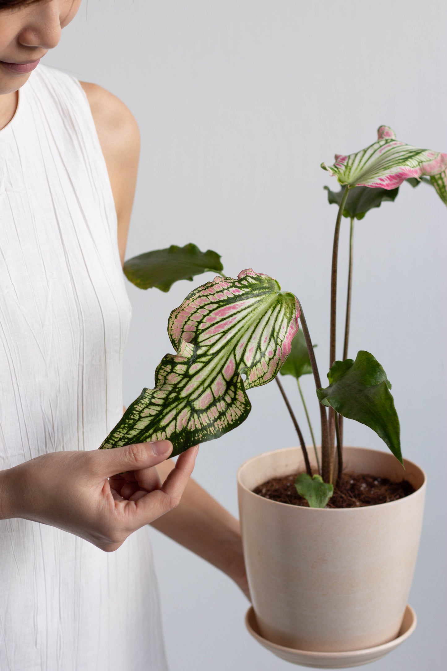 Caladium Thai Beauty