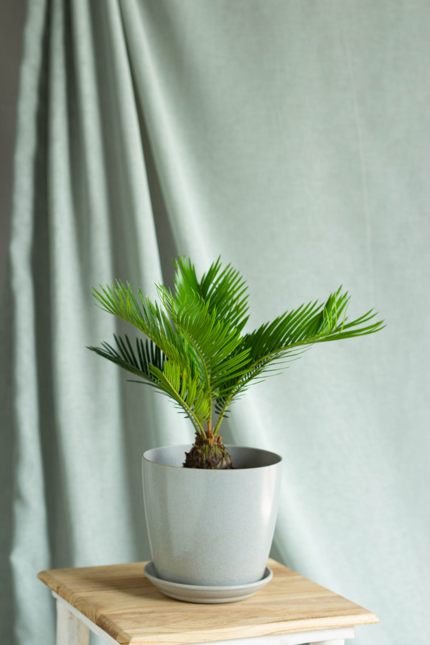 Sago Palm