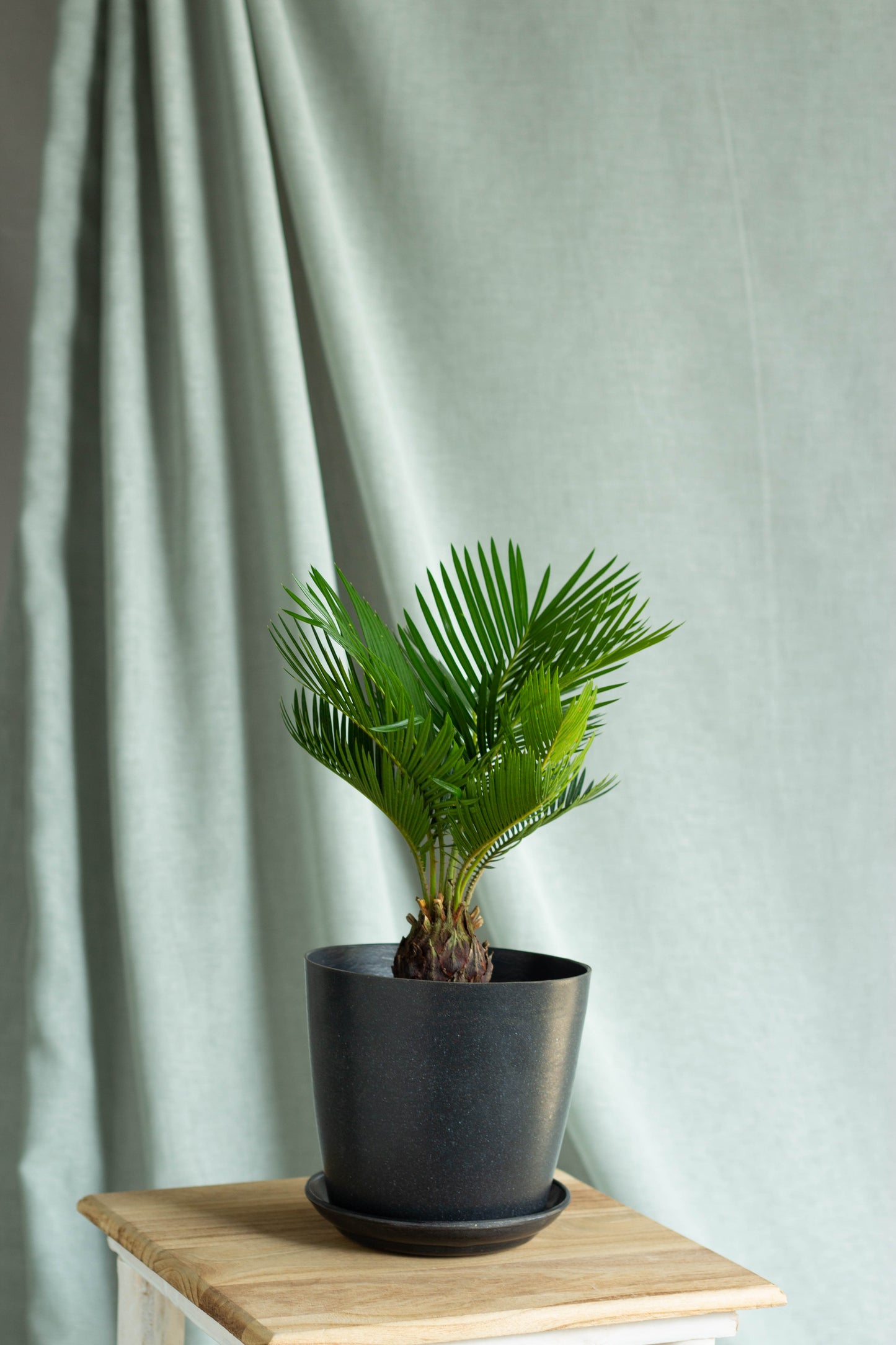 Sago Palm