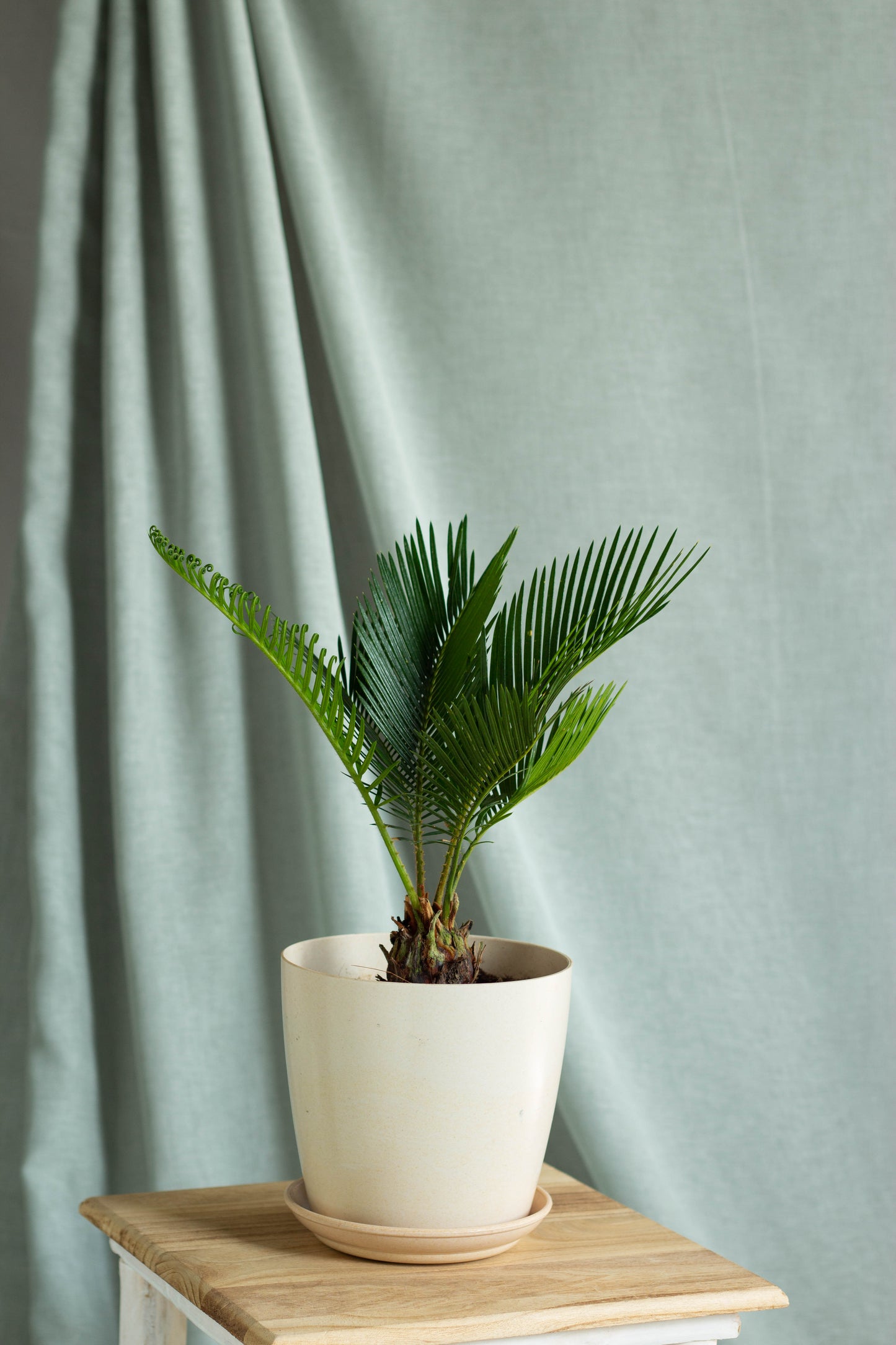 Sago Palm