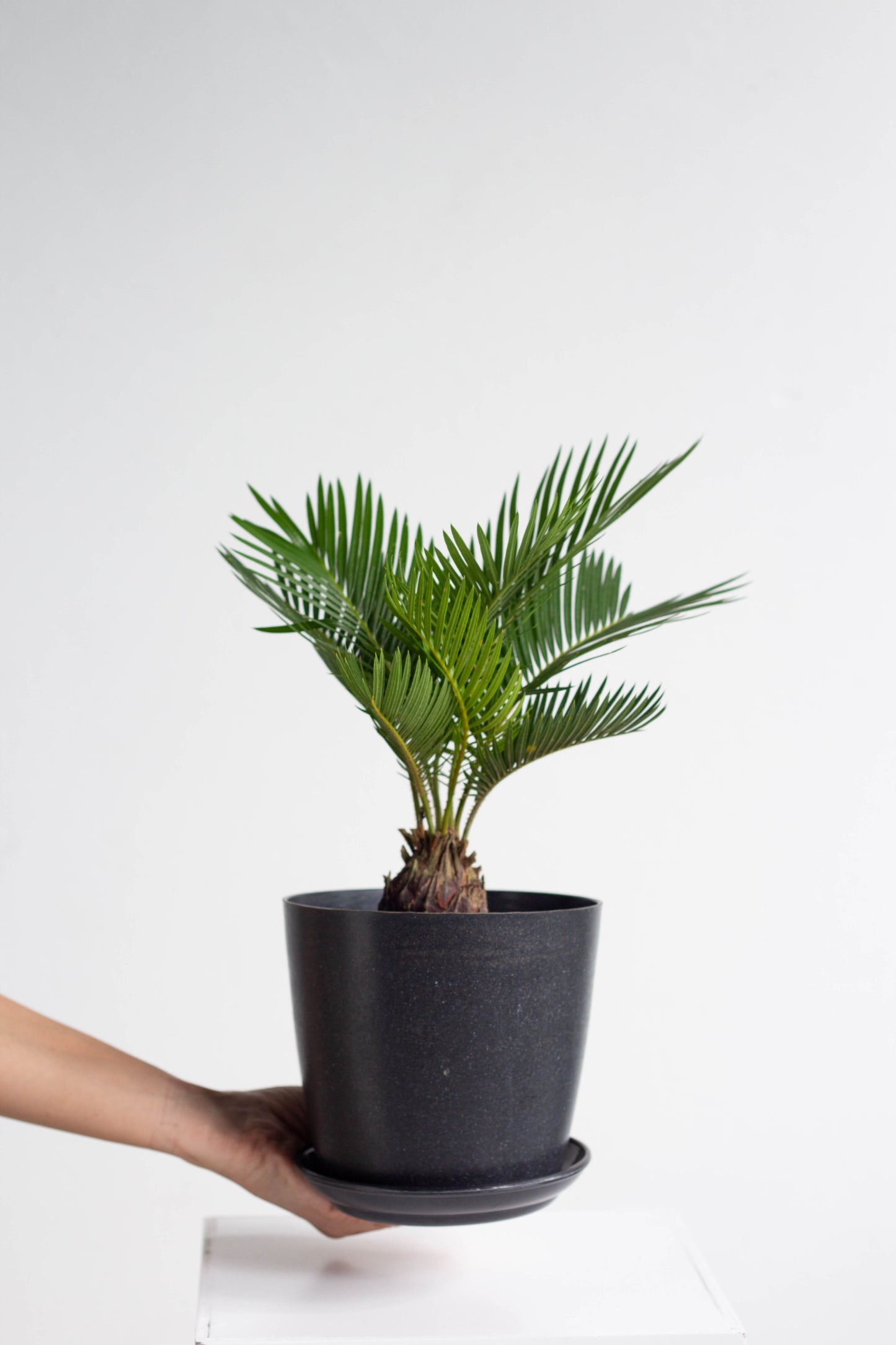 Sago Palm