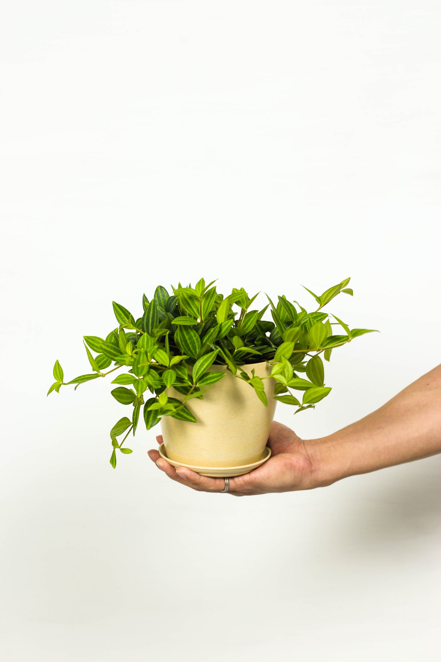 Beetle Peperomia