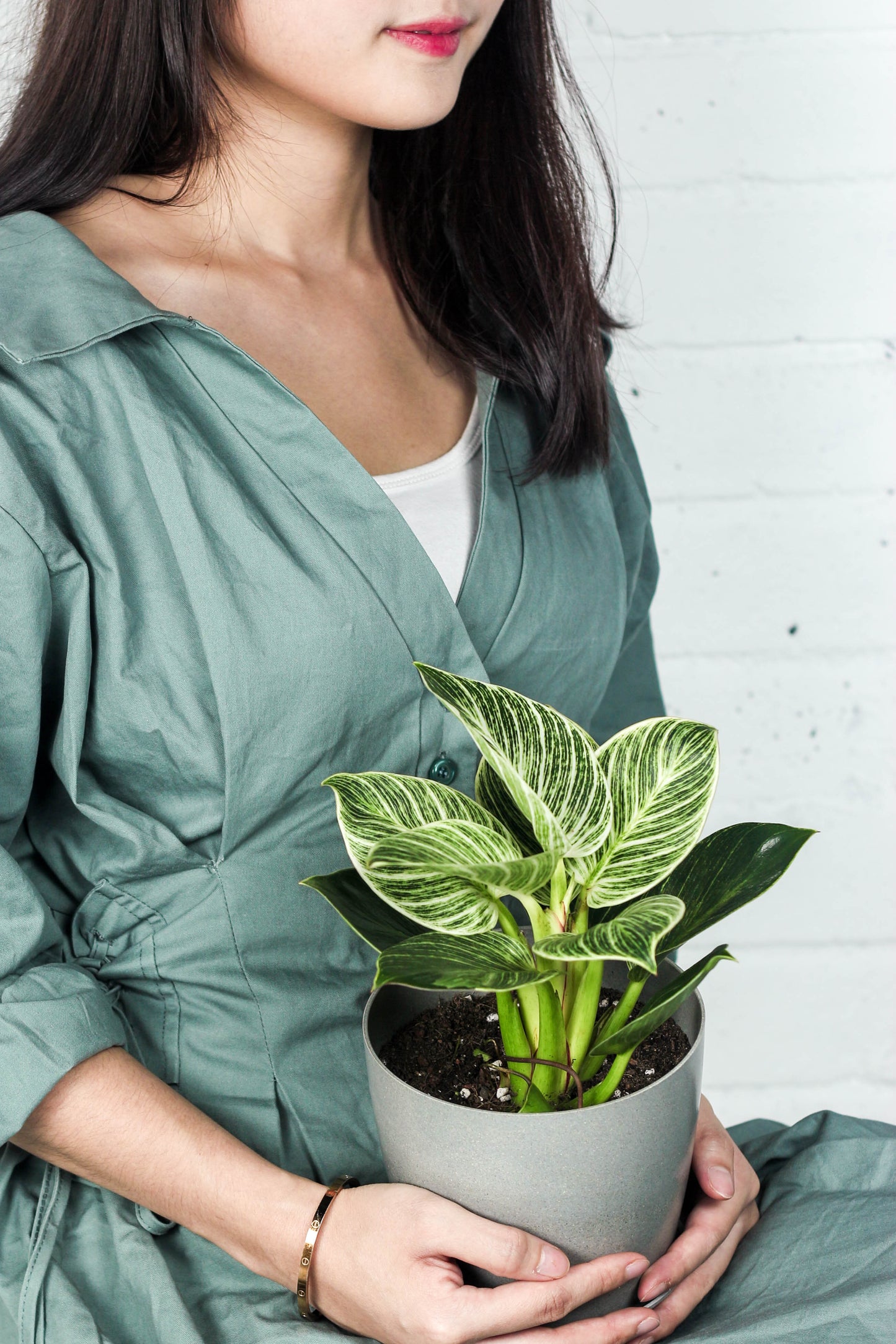 Philodendron Birkin