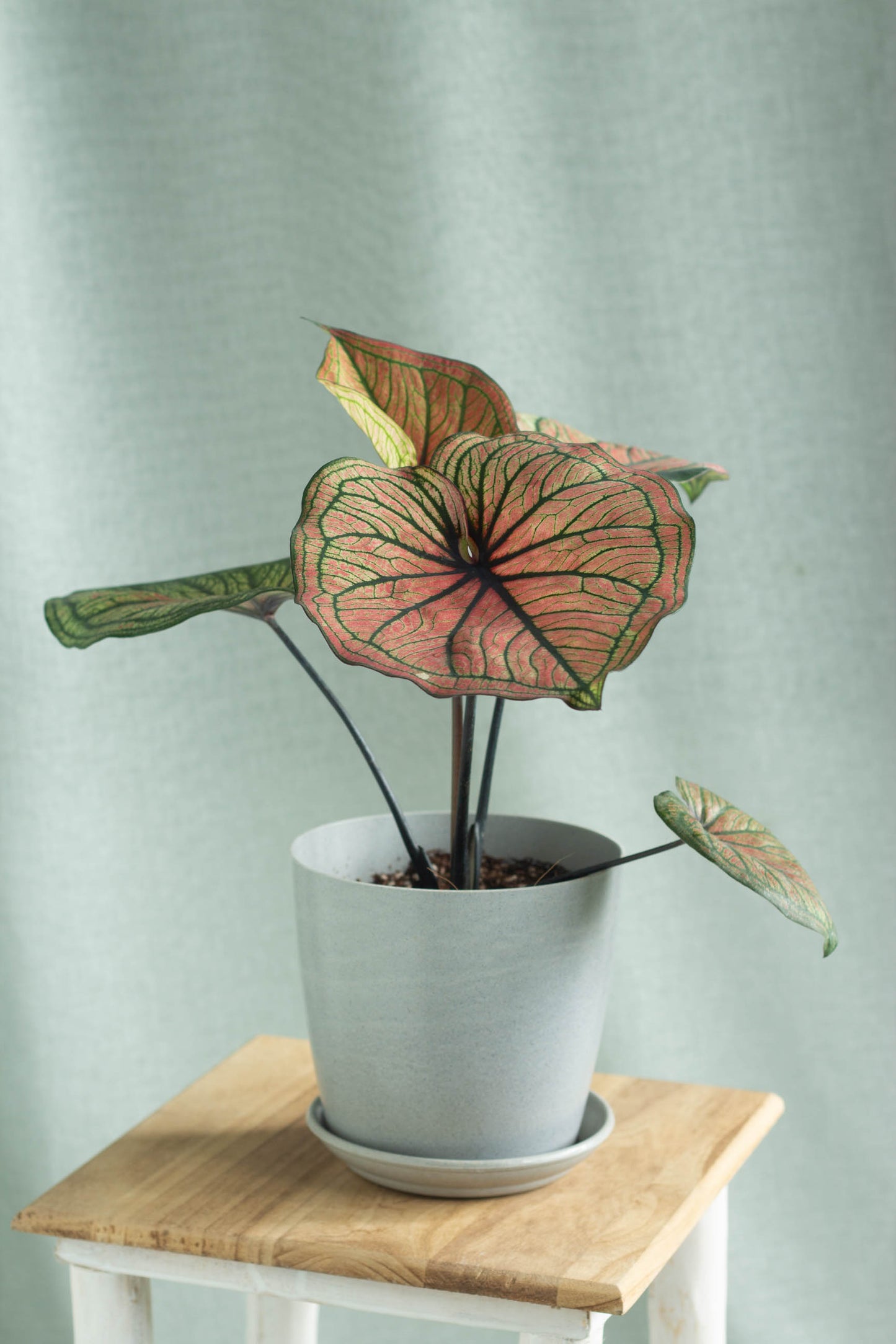 Caladium Bicolor Siam