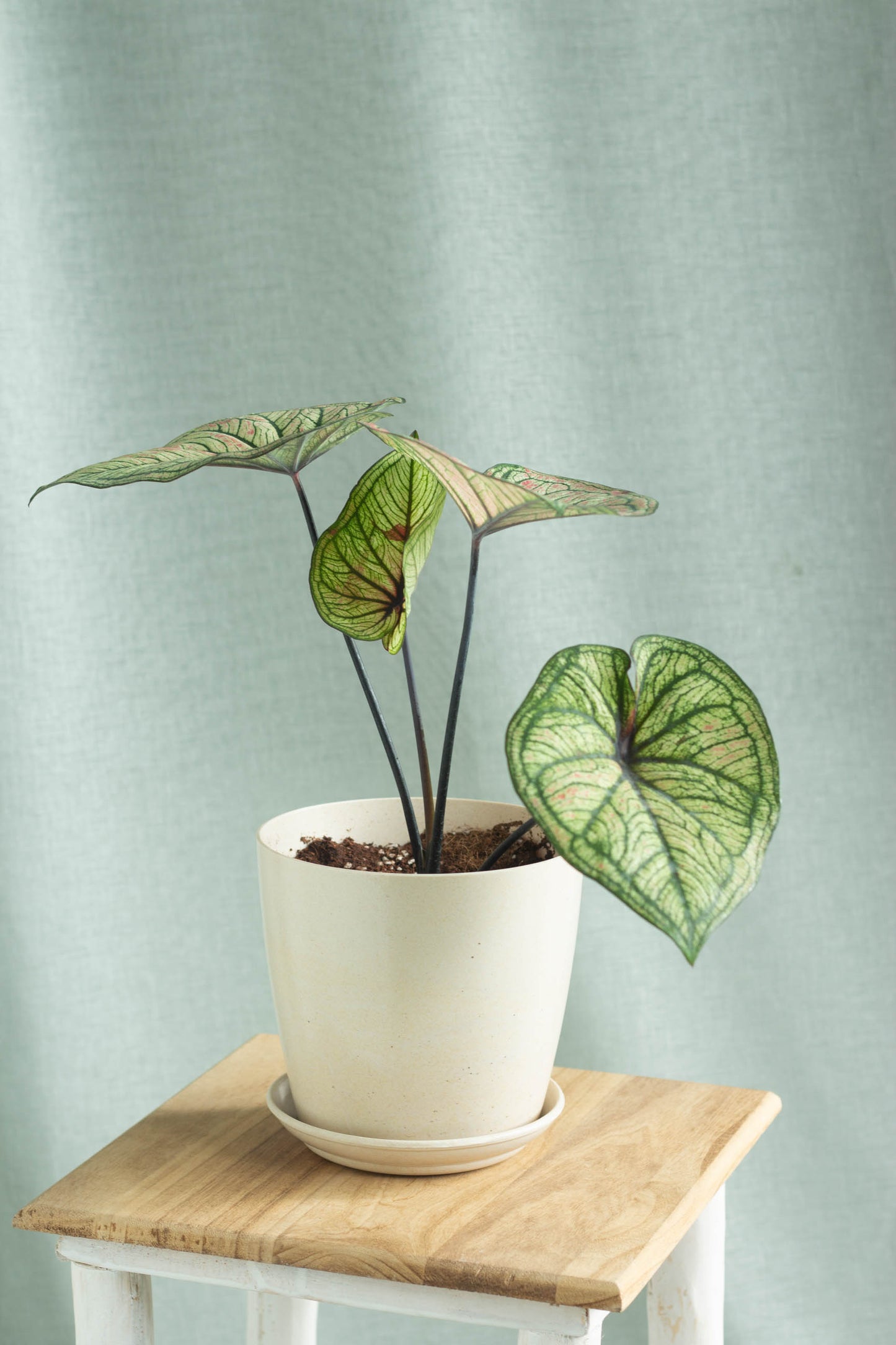 Caladium Bicolor Siam