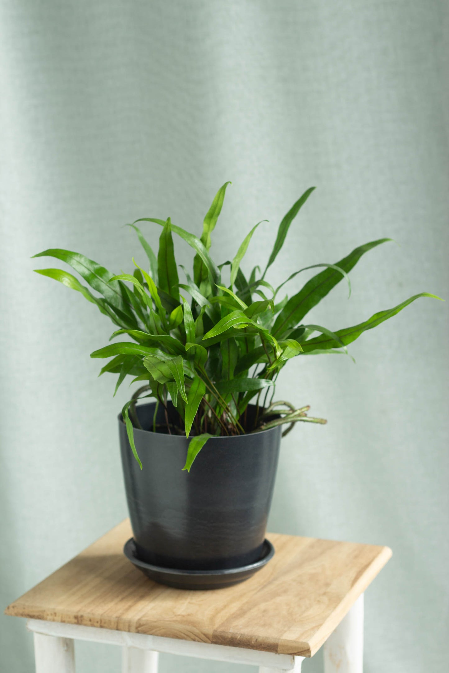Monarch Fern