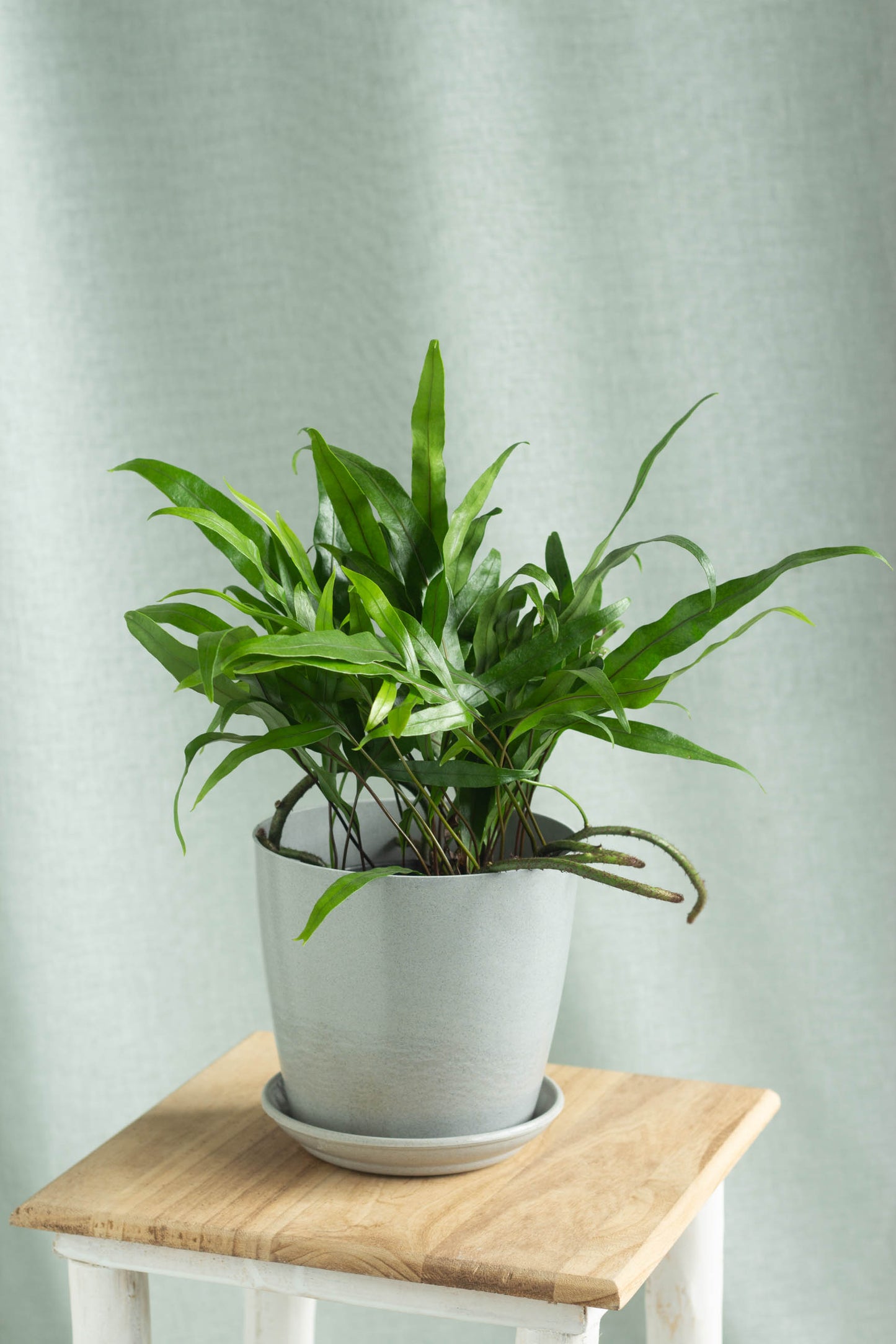 Monarch Fern